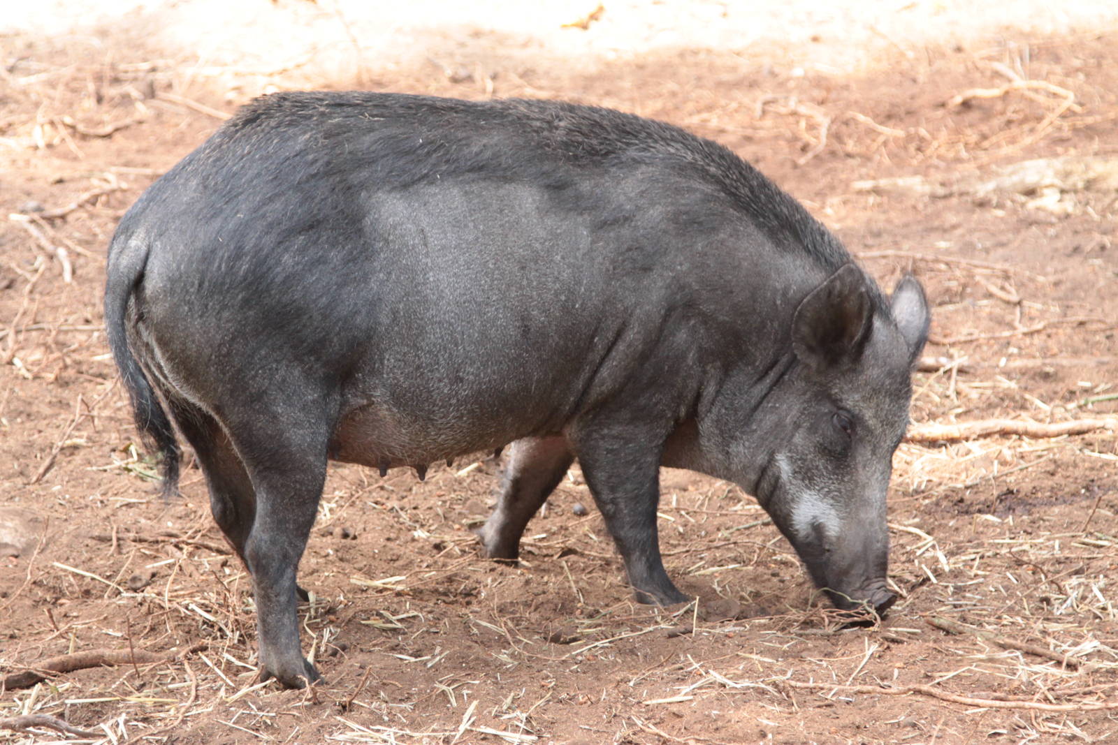 Wild Boar - female