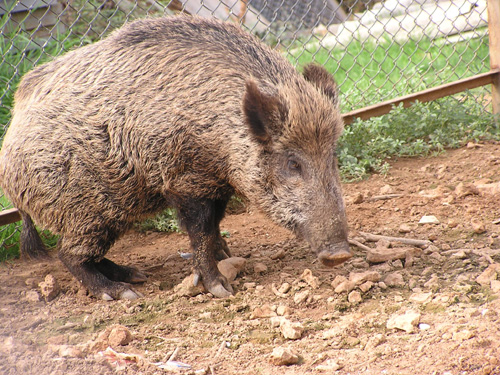 Wild Boar in Antalya Zoo