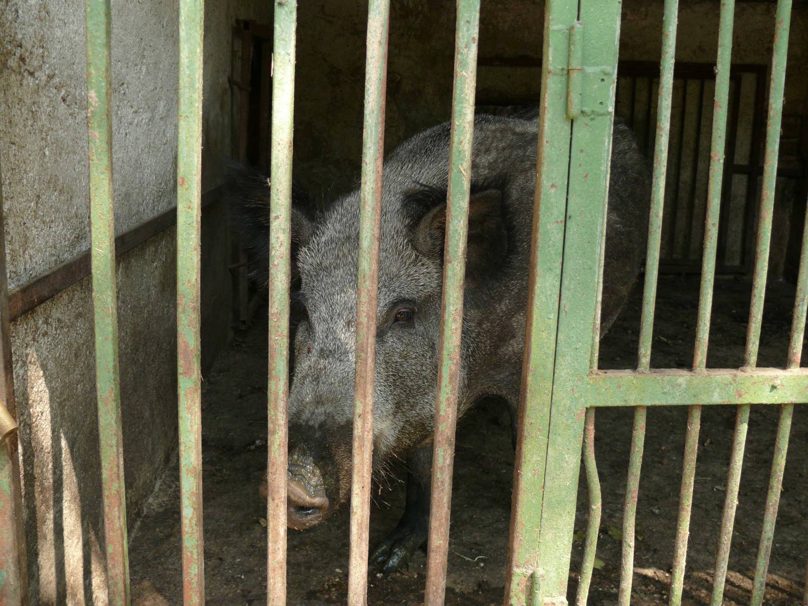 Wild boar in cage