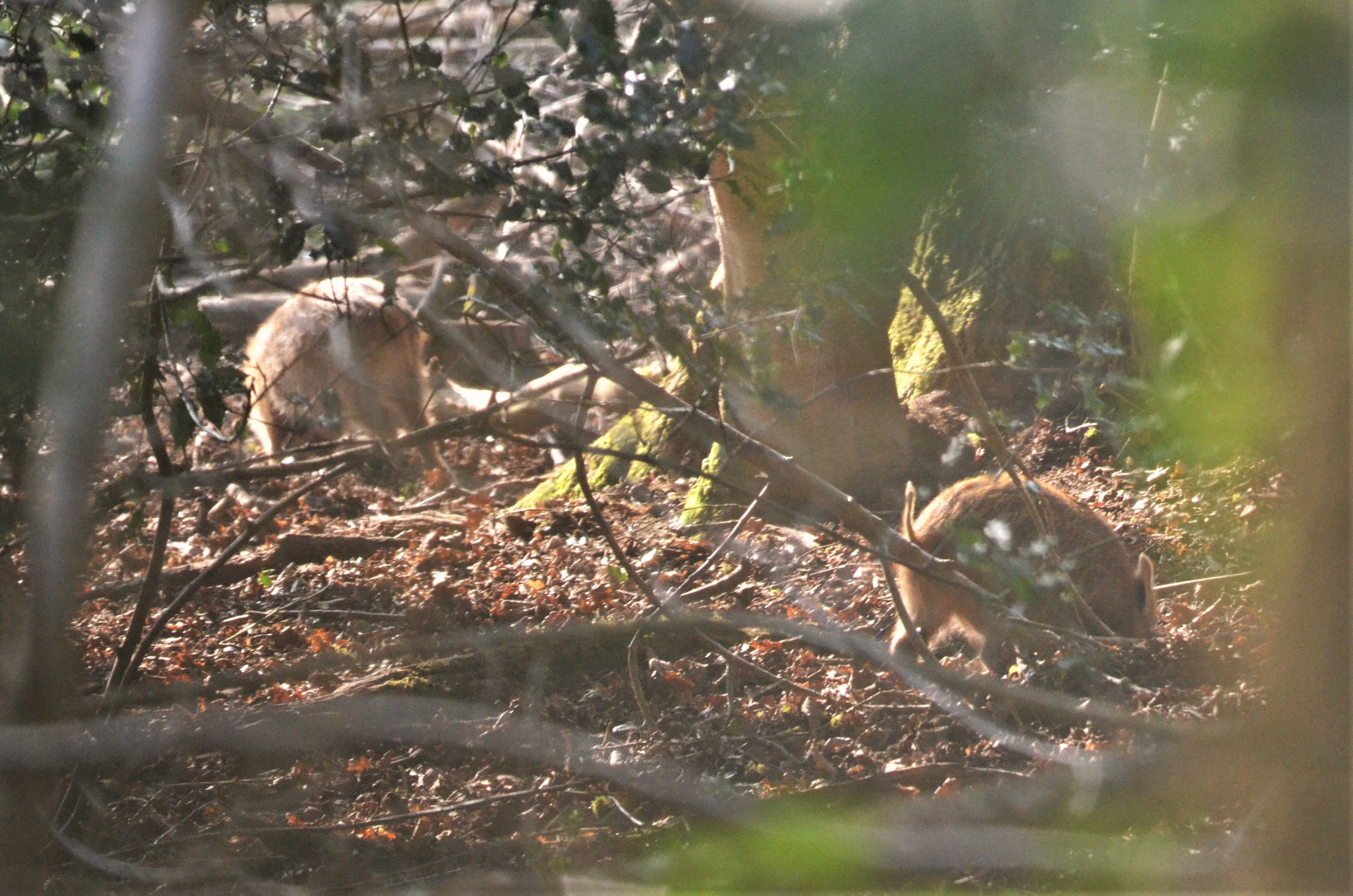 Wild Boar in the Forest of Dean, 24/02/18