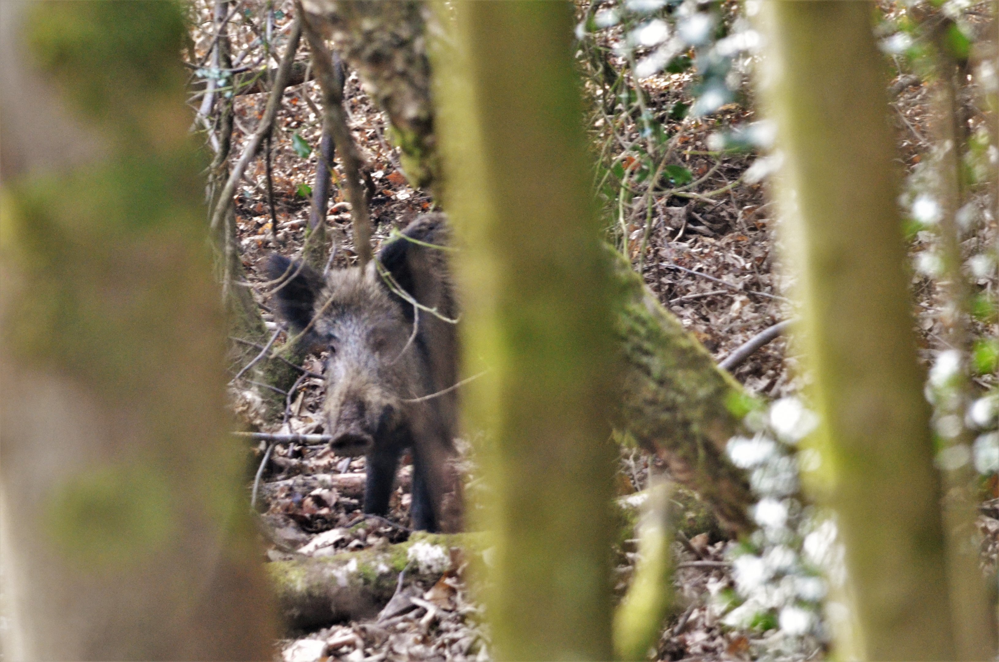 Wild Boar in the Forest of Dean, 24/02/18