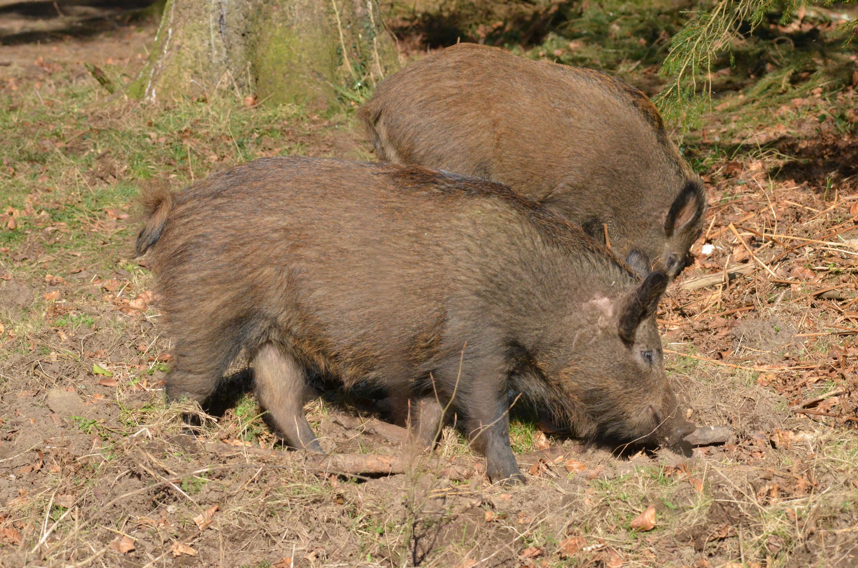 Wild Boar in the Forest of Dean, 24/02/18