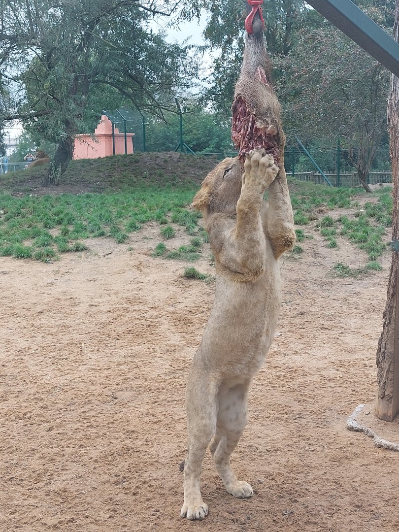 Wild boar is nearly finished 2 hours later