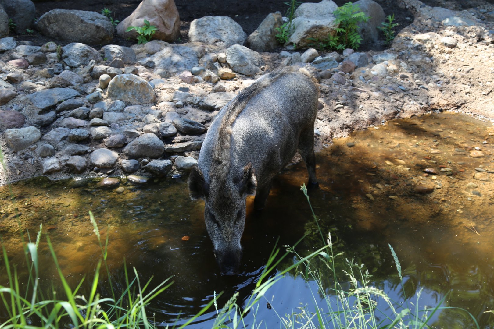 Wild Boar, June 2016