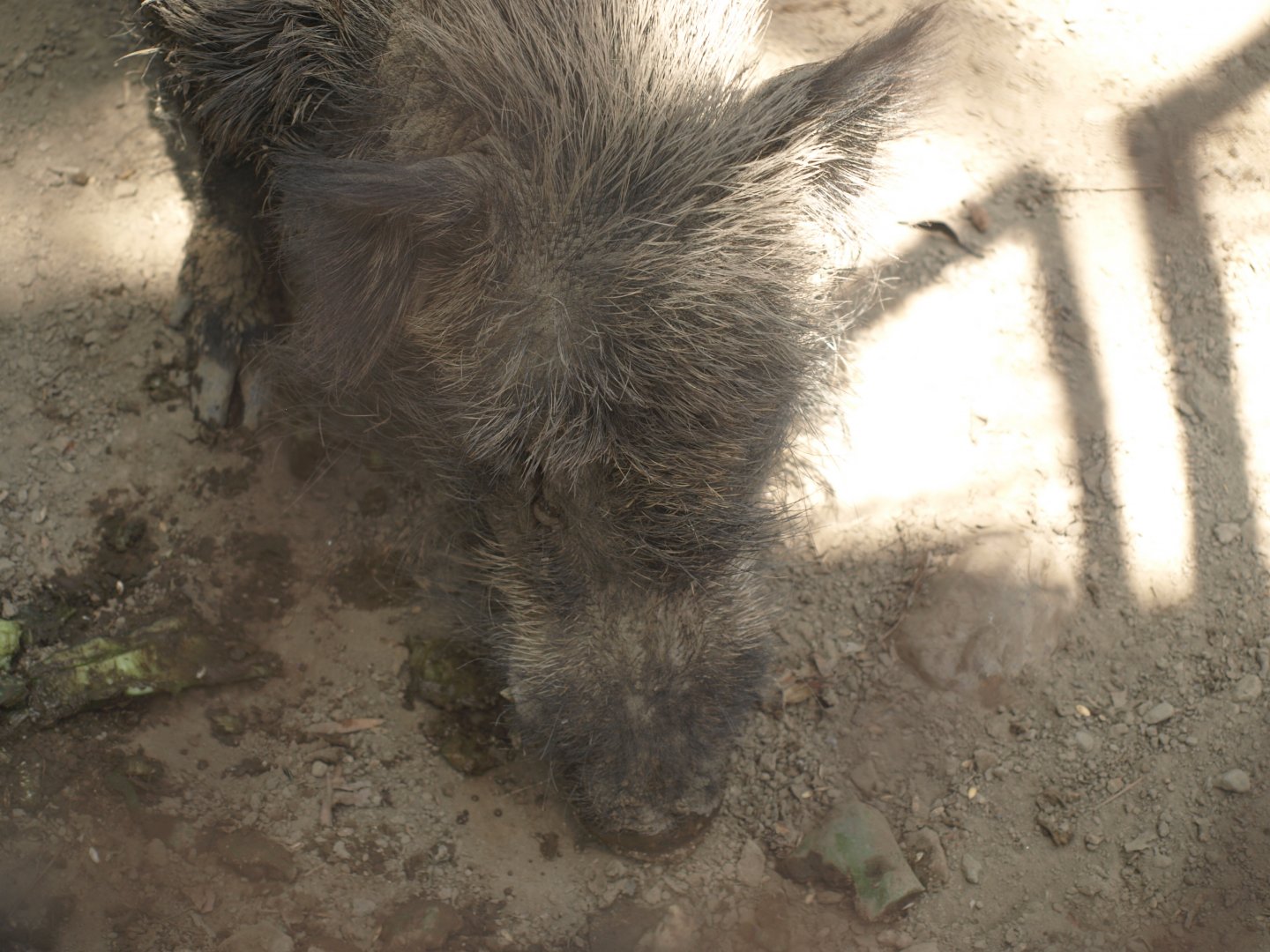 Wild boar - Lahore zoo 8/4/2017