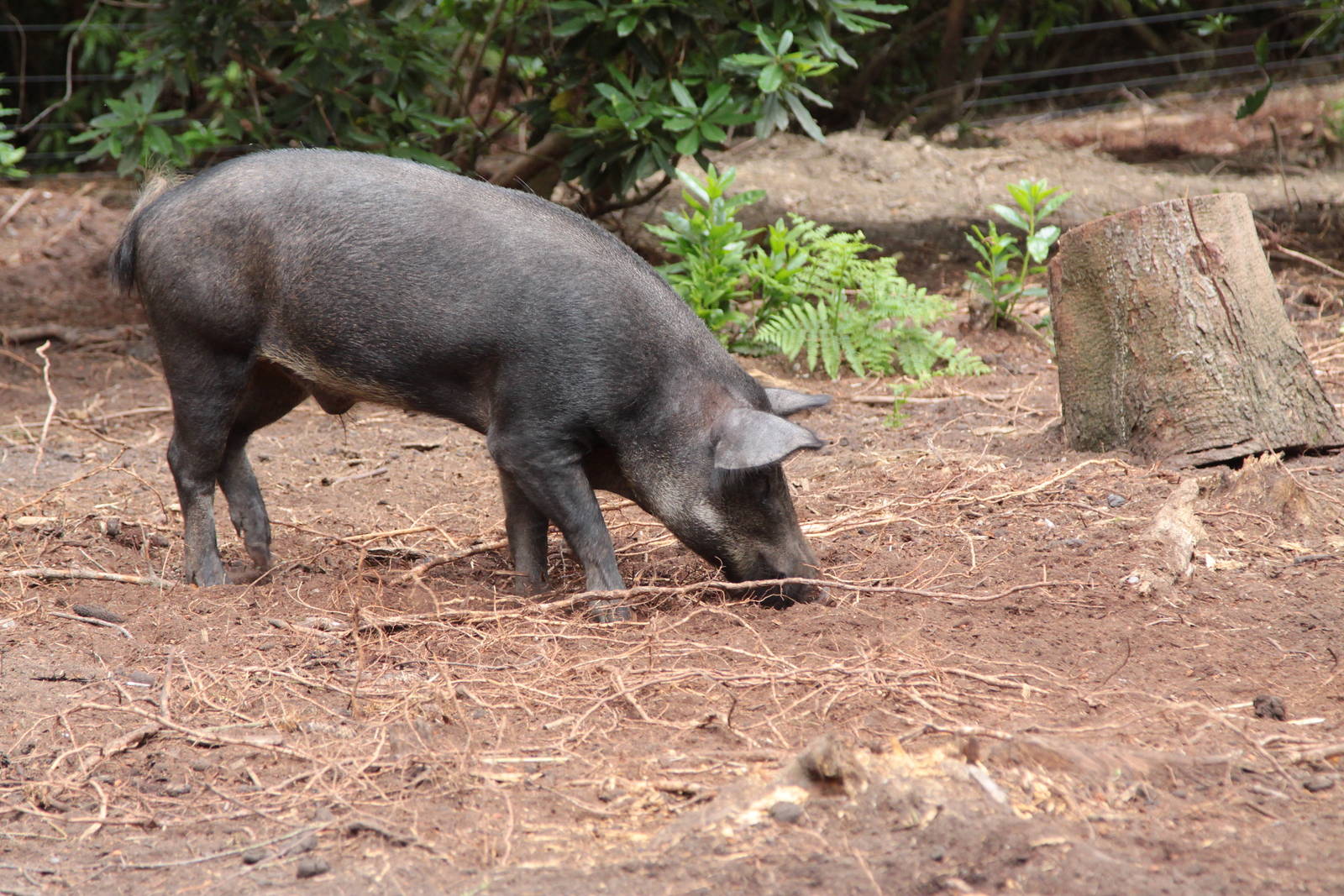 Wild Boar - male