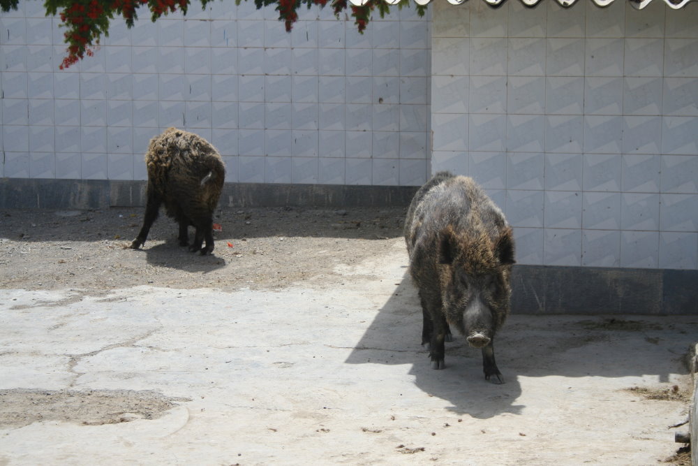 wild boar(mashhad zoo)