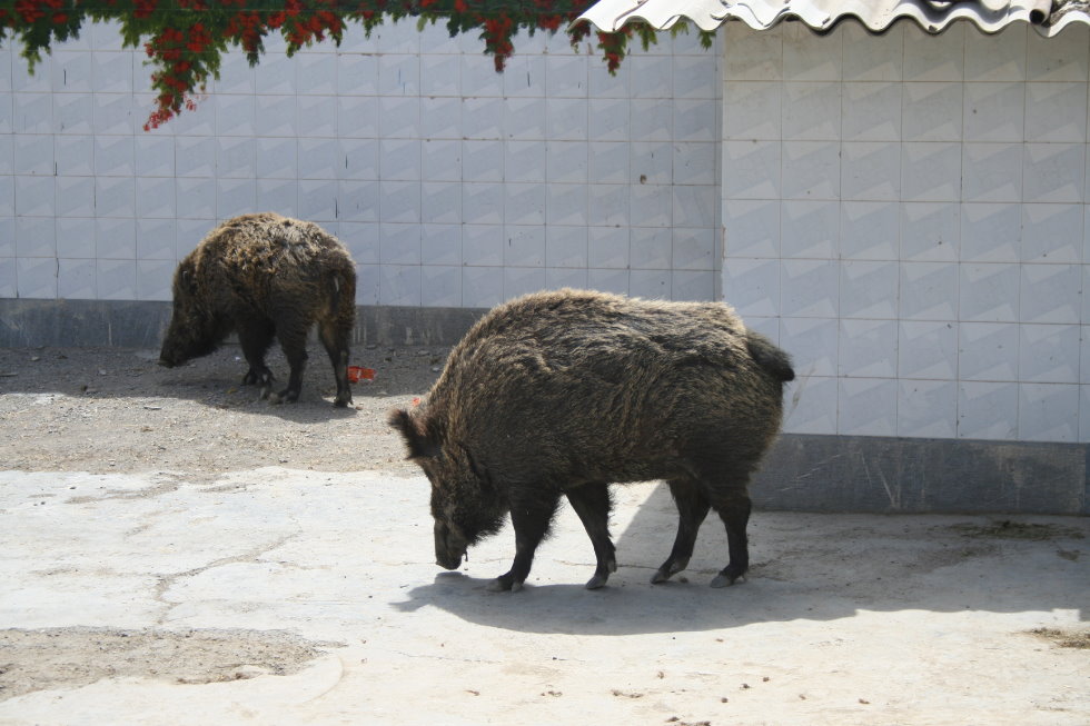 wild boar(mashhad zoo)