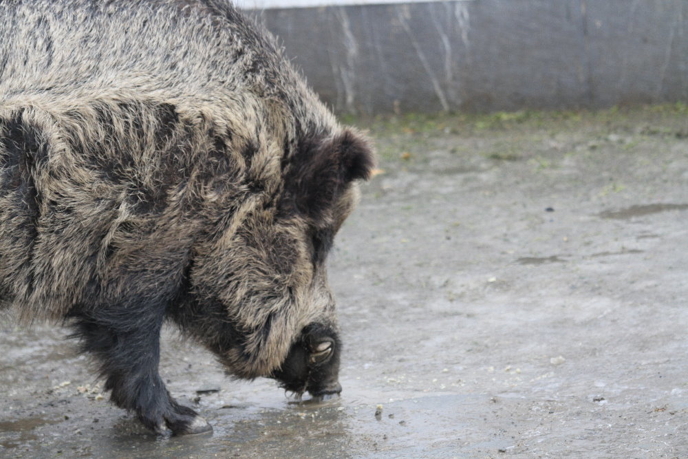 Wild boar( Mashhad Zoo)