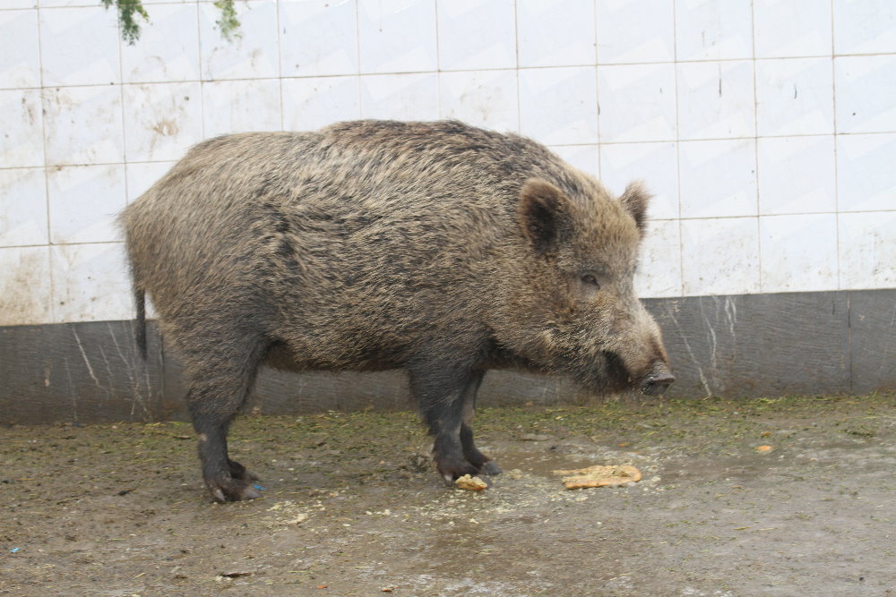 Wild boar( Mashhad Zoo)