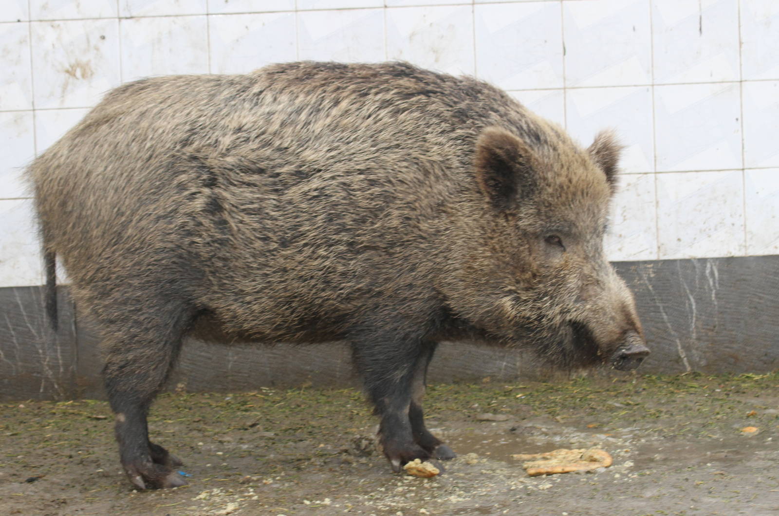 wild boar (mashhad zoo)