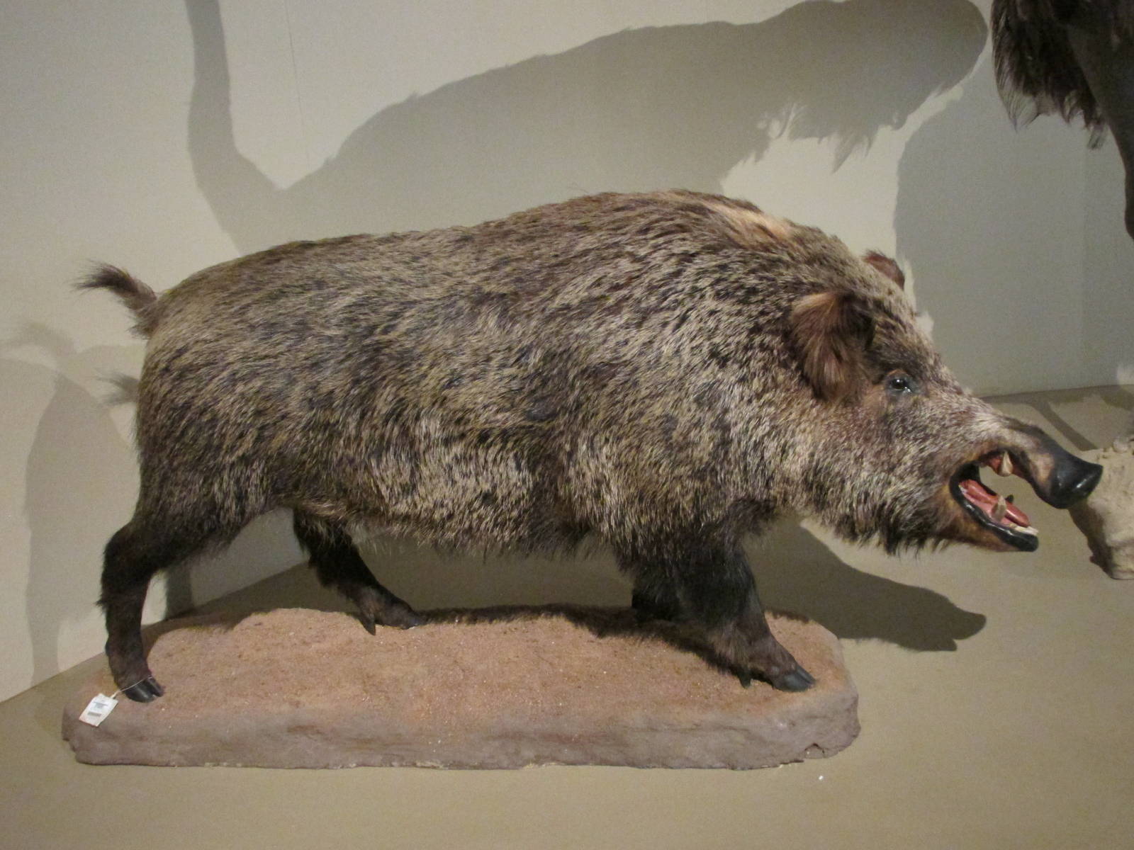 wild boar museo de historia natural