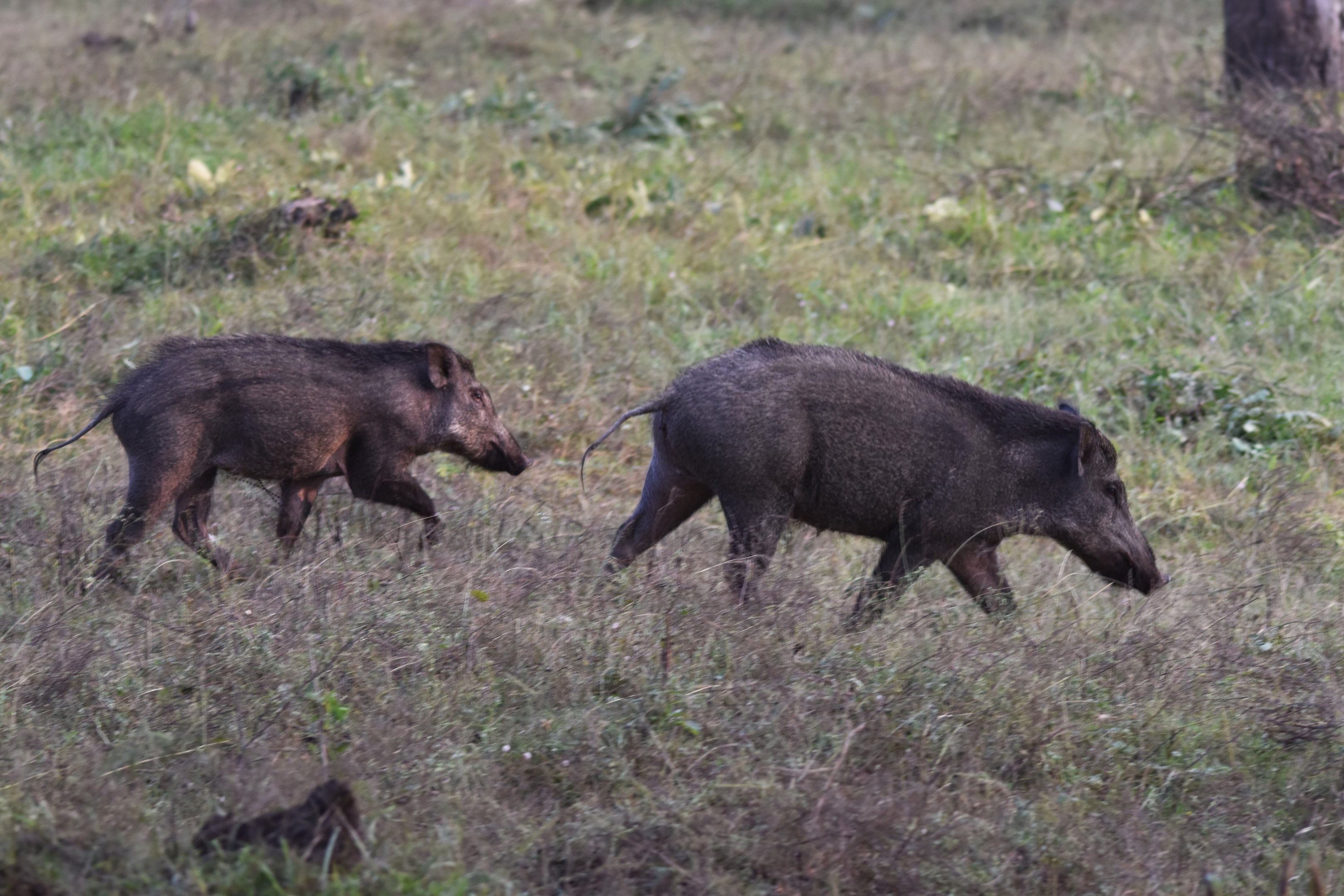 Wild Boar, Nagarahole Tiger Reserve, 19th November 2024