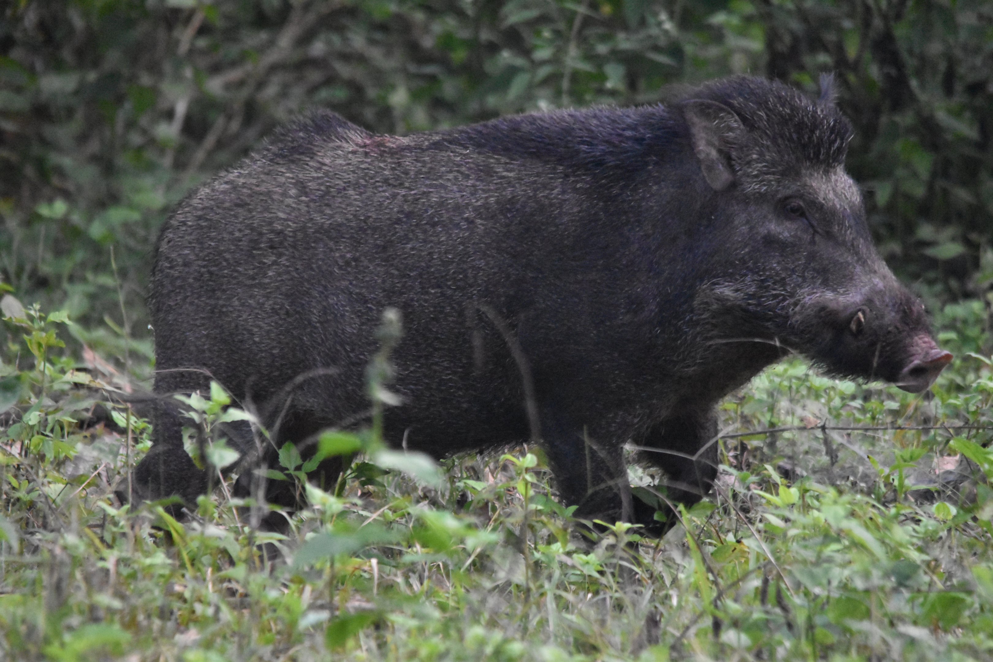 Wild Boar, Nagarahole Tiger Reserve, 19th November 2024