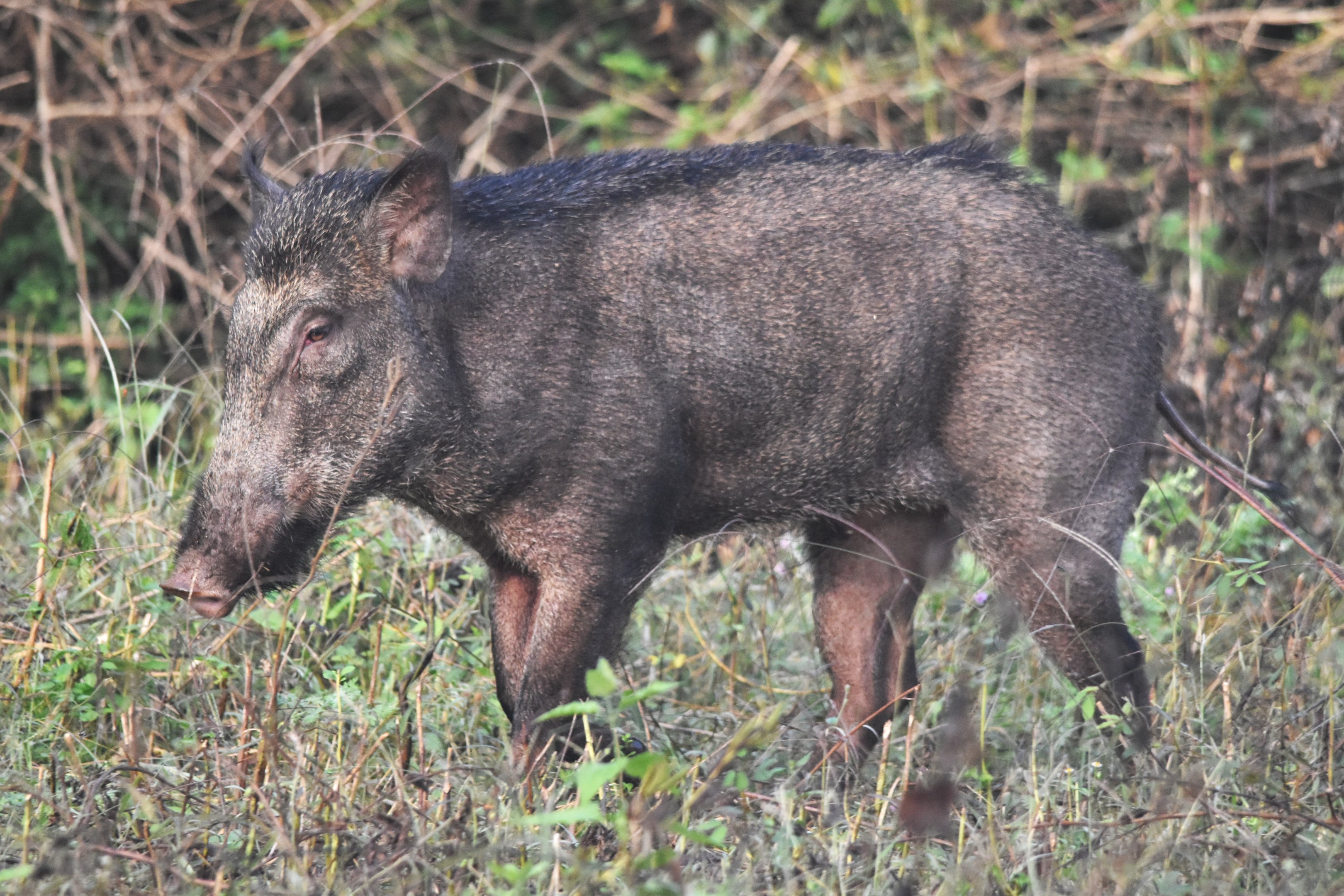 Wild Boar, Nagarahole Tiger Reserve, 24th November 2024