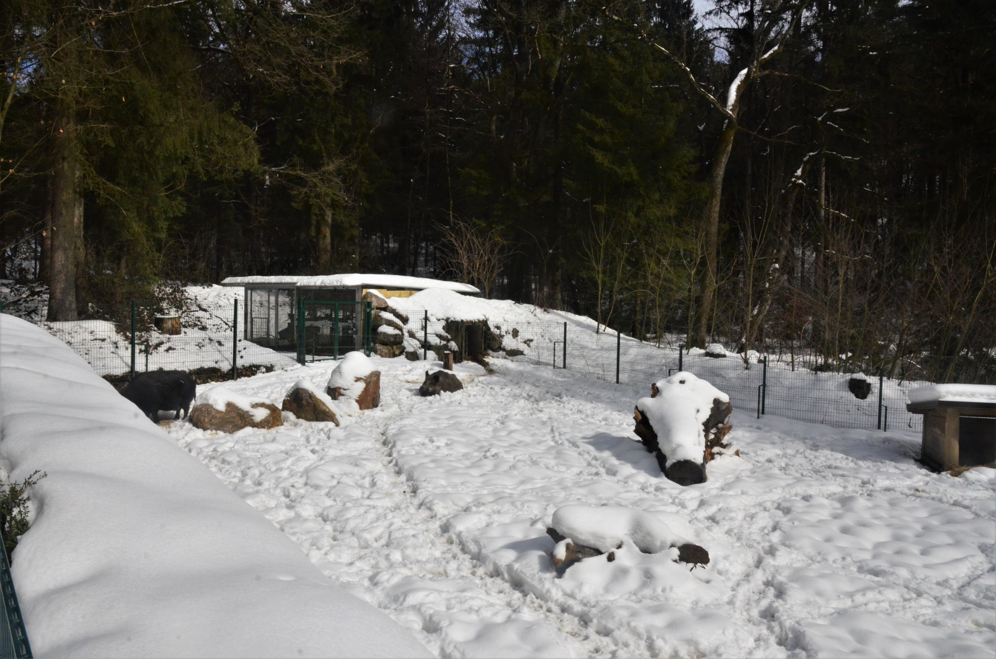 Wild Boar Paddock at Ljubljana Zoo, 07/03/18