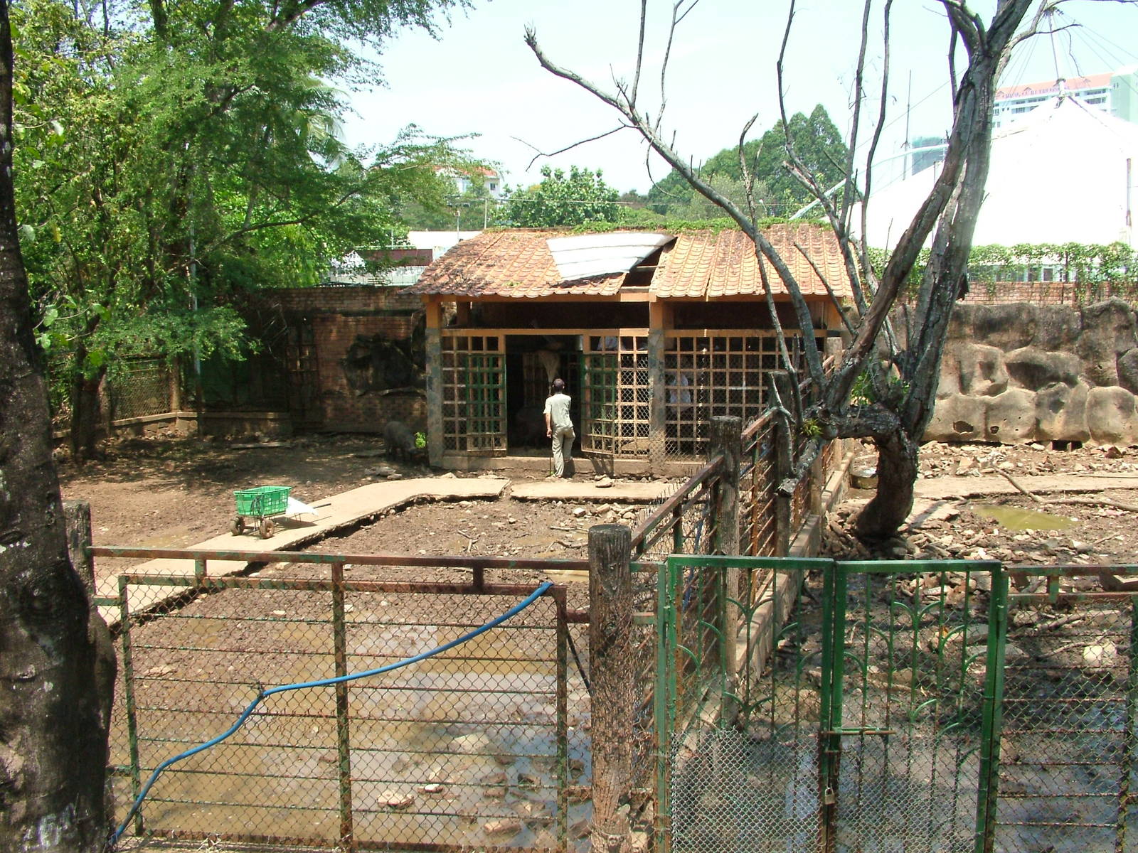 Wild Boar Paddock at Saigon Zoo, 16/03/12