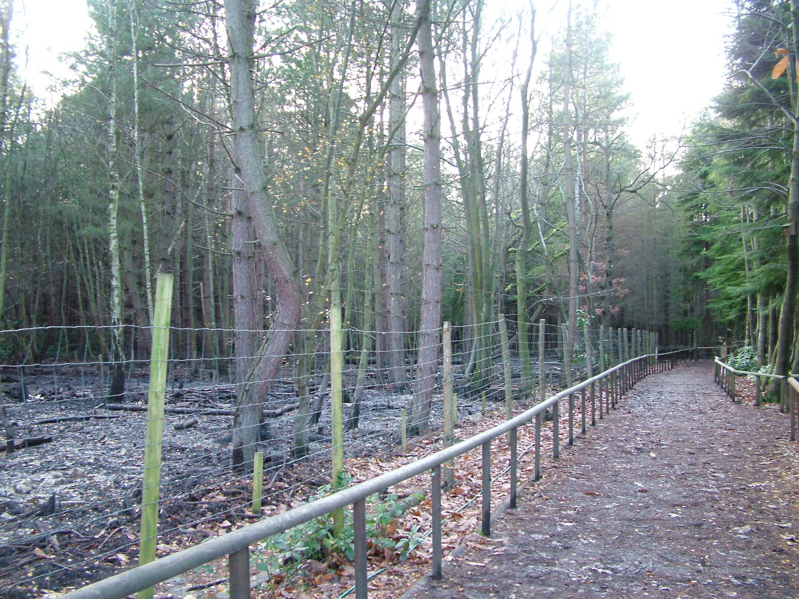 Wild Boar paddock at Wildwood 28/11/09