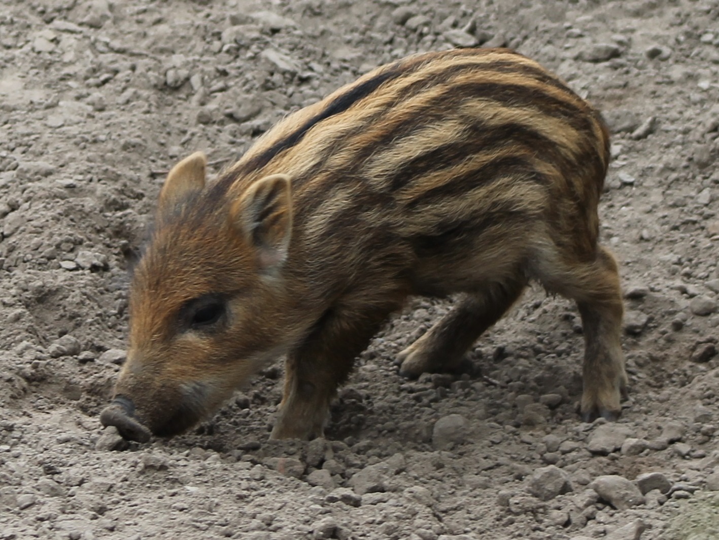 Wild boar piglet