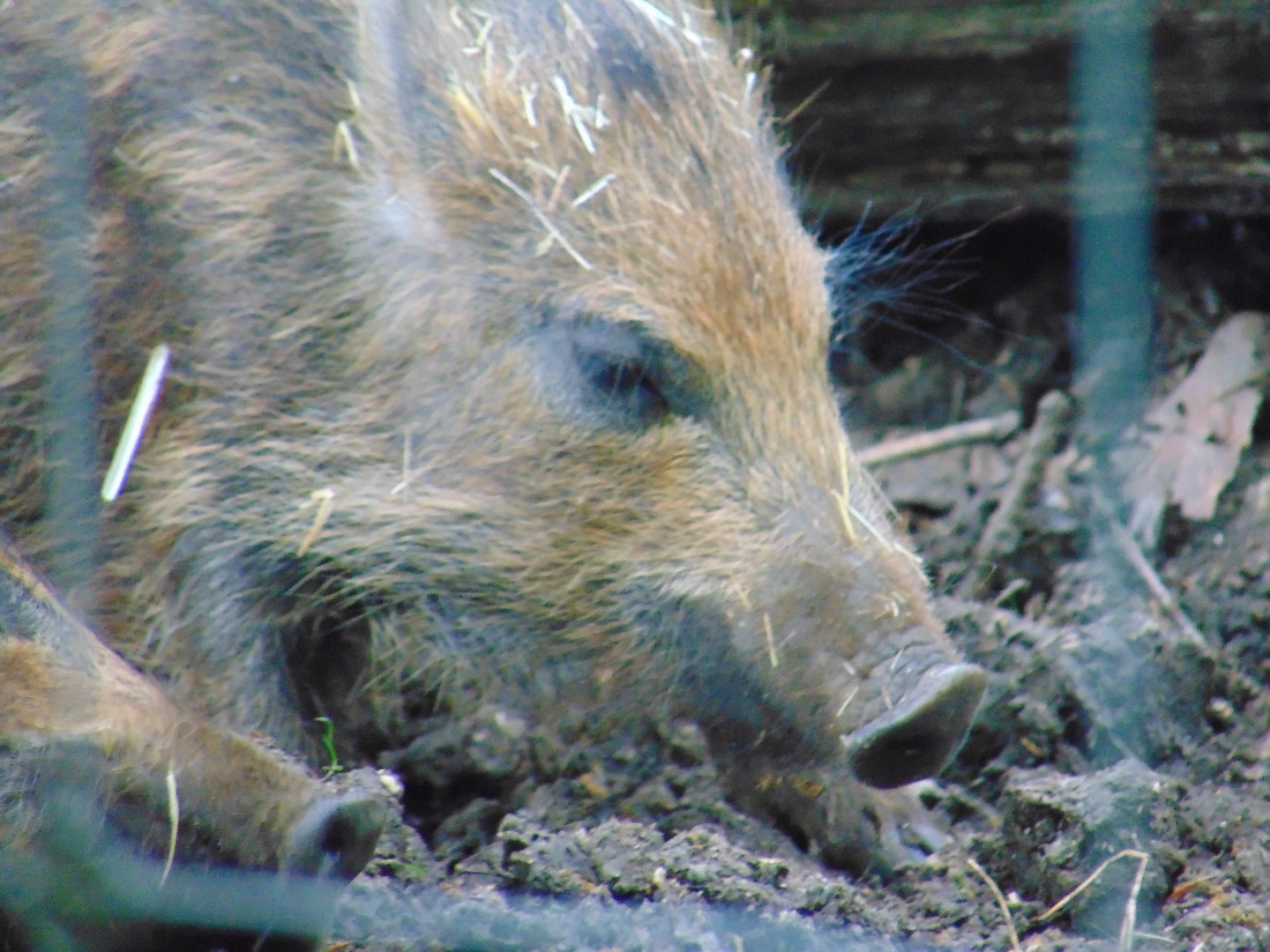 Wild Boar Piglet