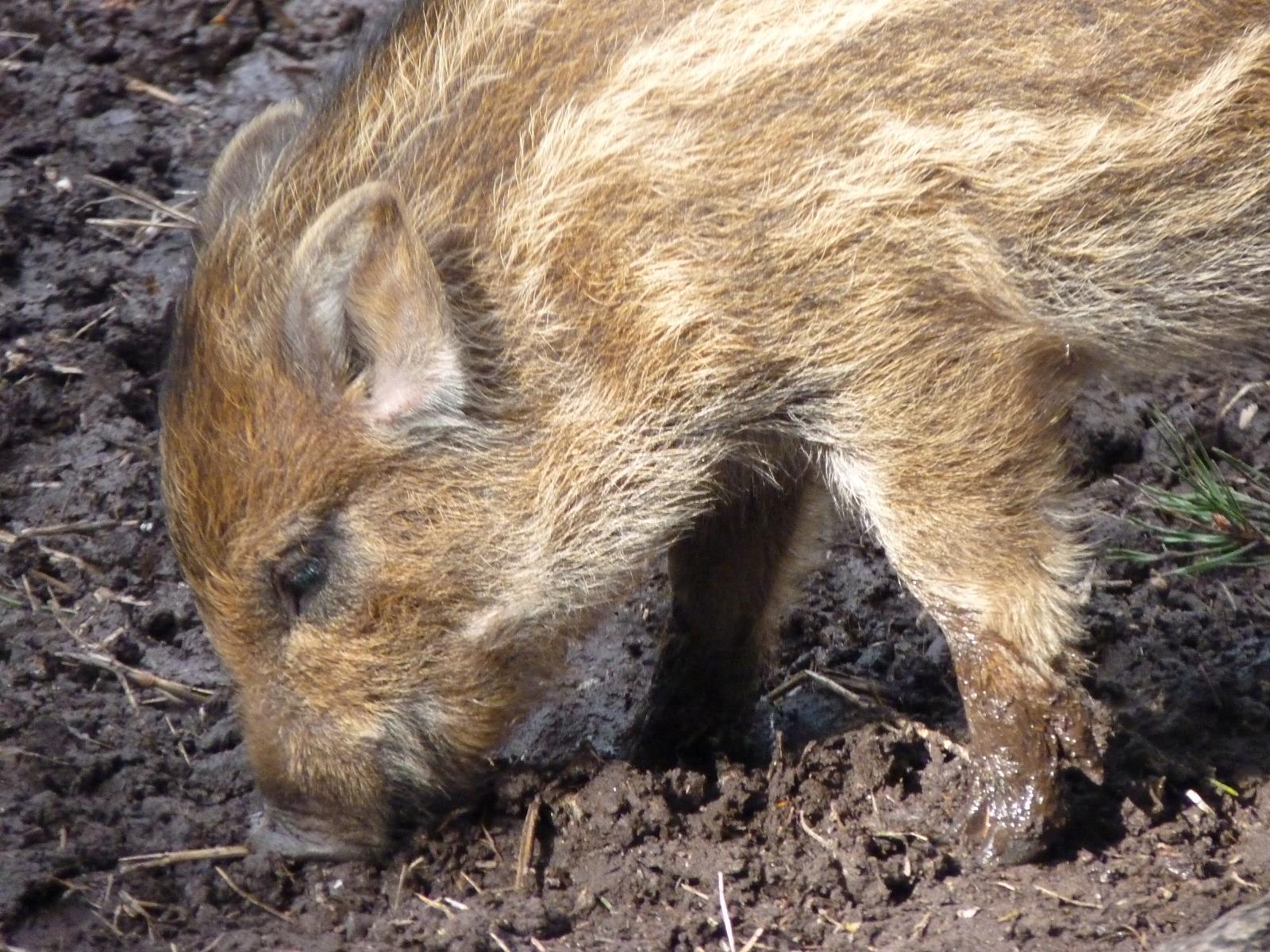 Wild Boar Piglet