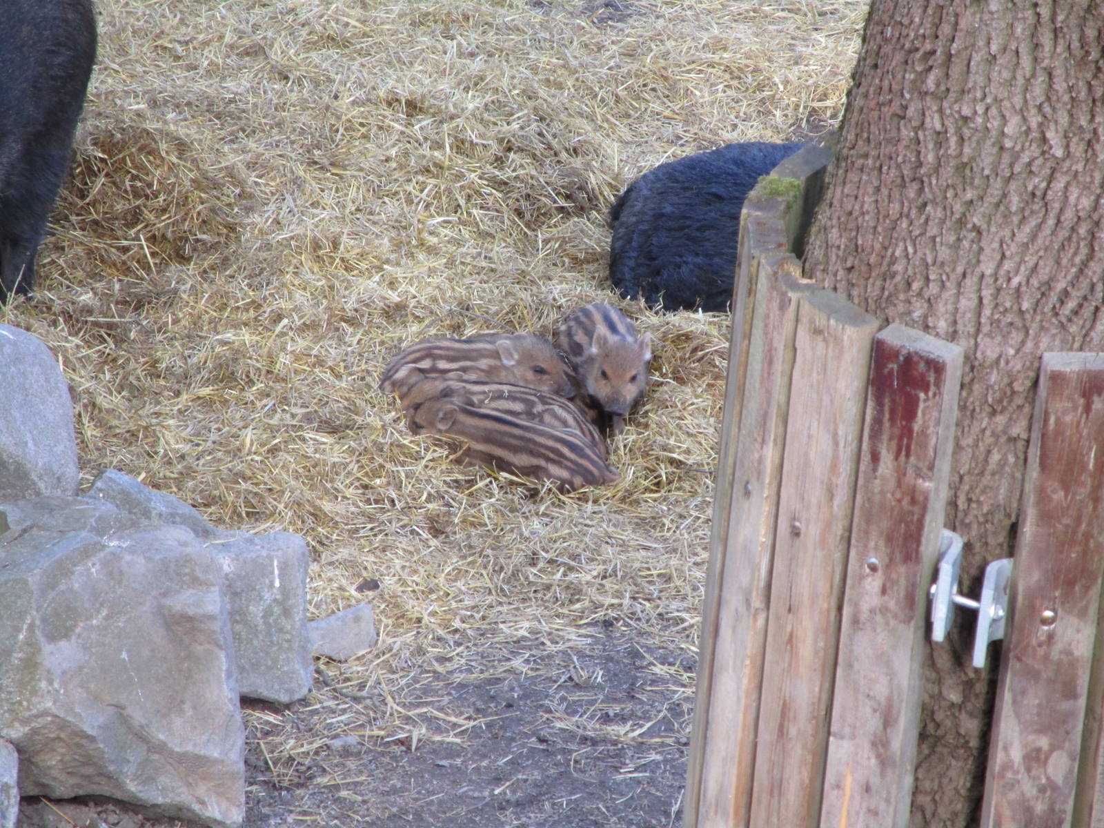 Wild Boar Piglets - 24/03/15