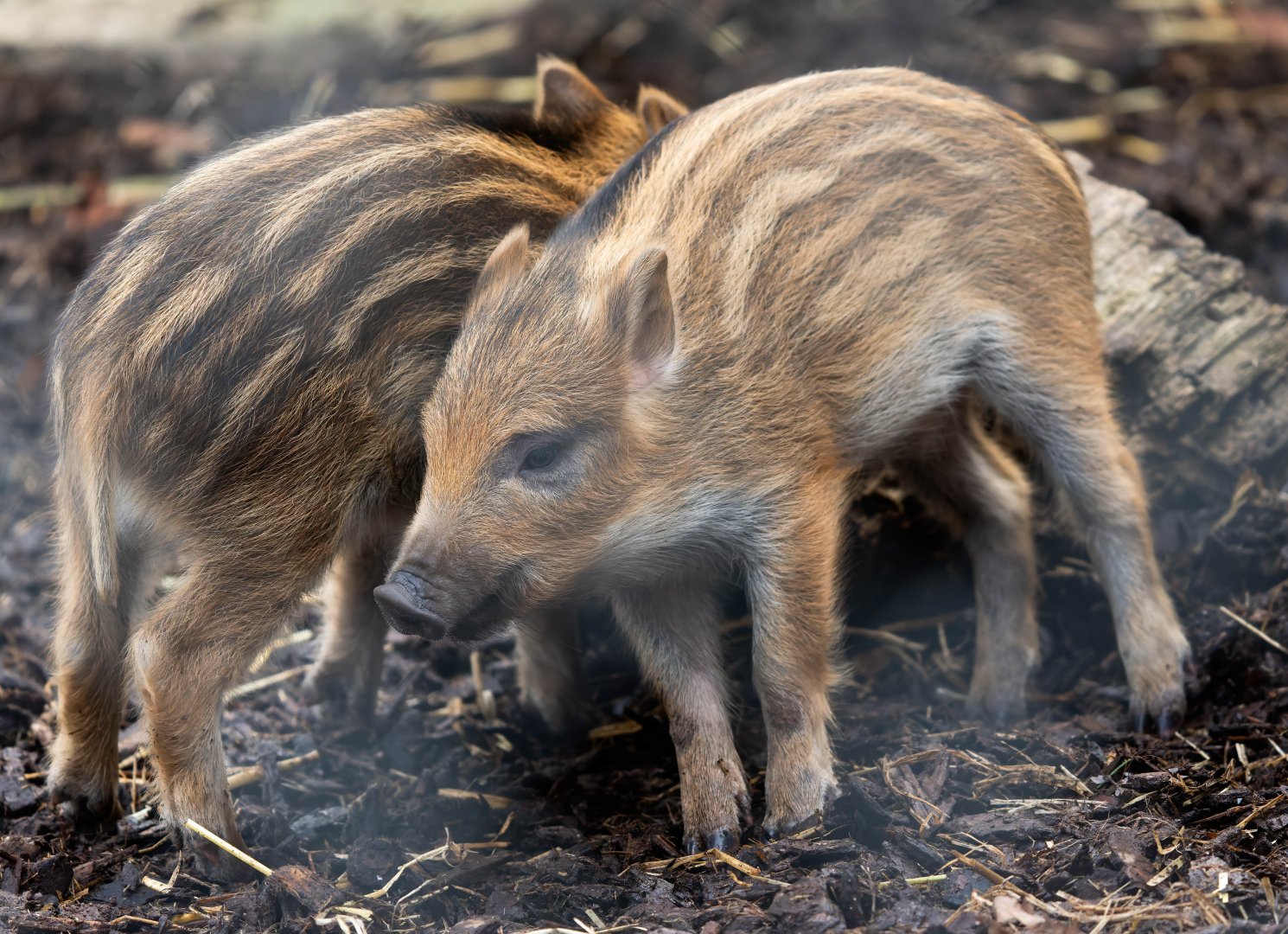 Wild boar piglets, ZSL Whipsnade, UK