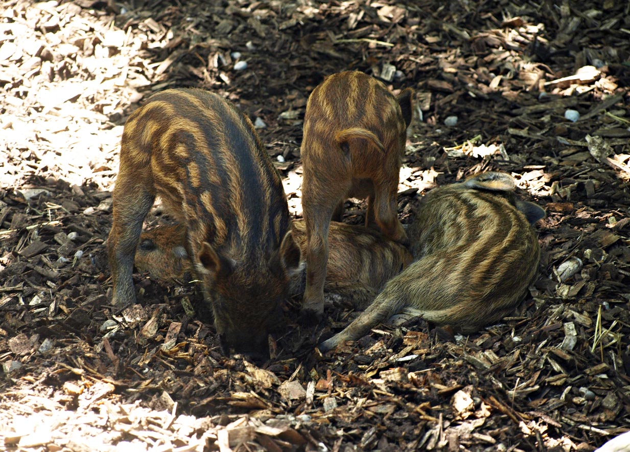 Wild boar piglets