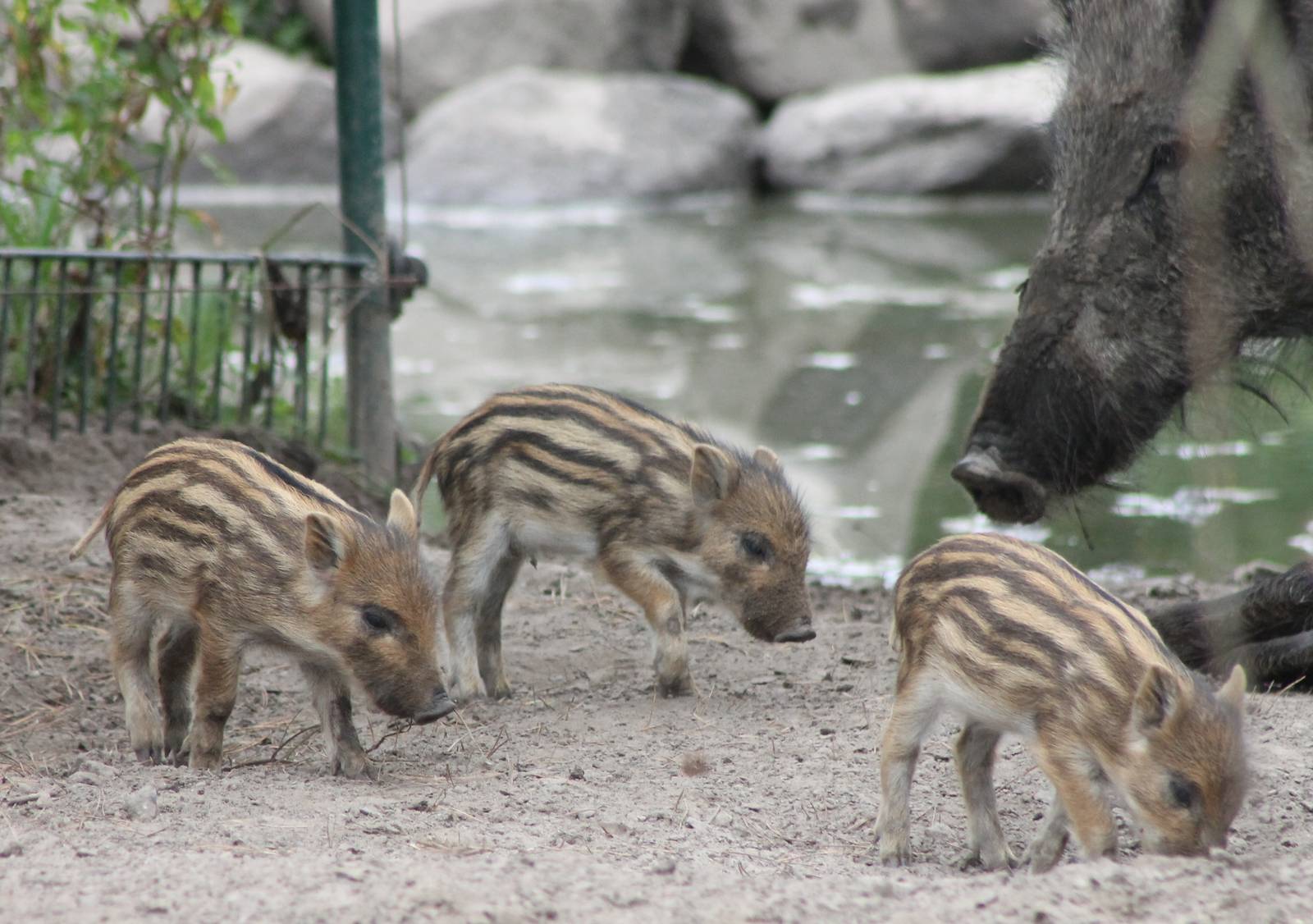 Wild boar piglets