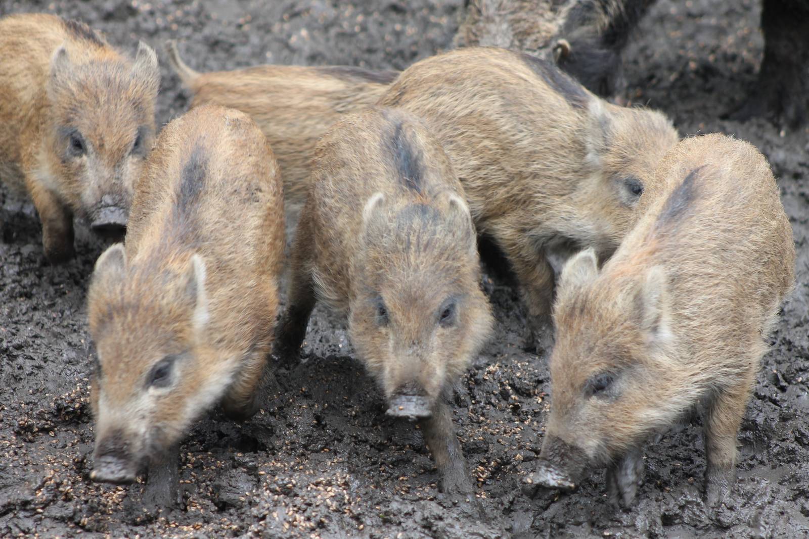 Wild boar piglets