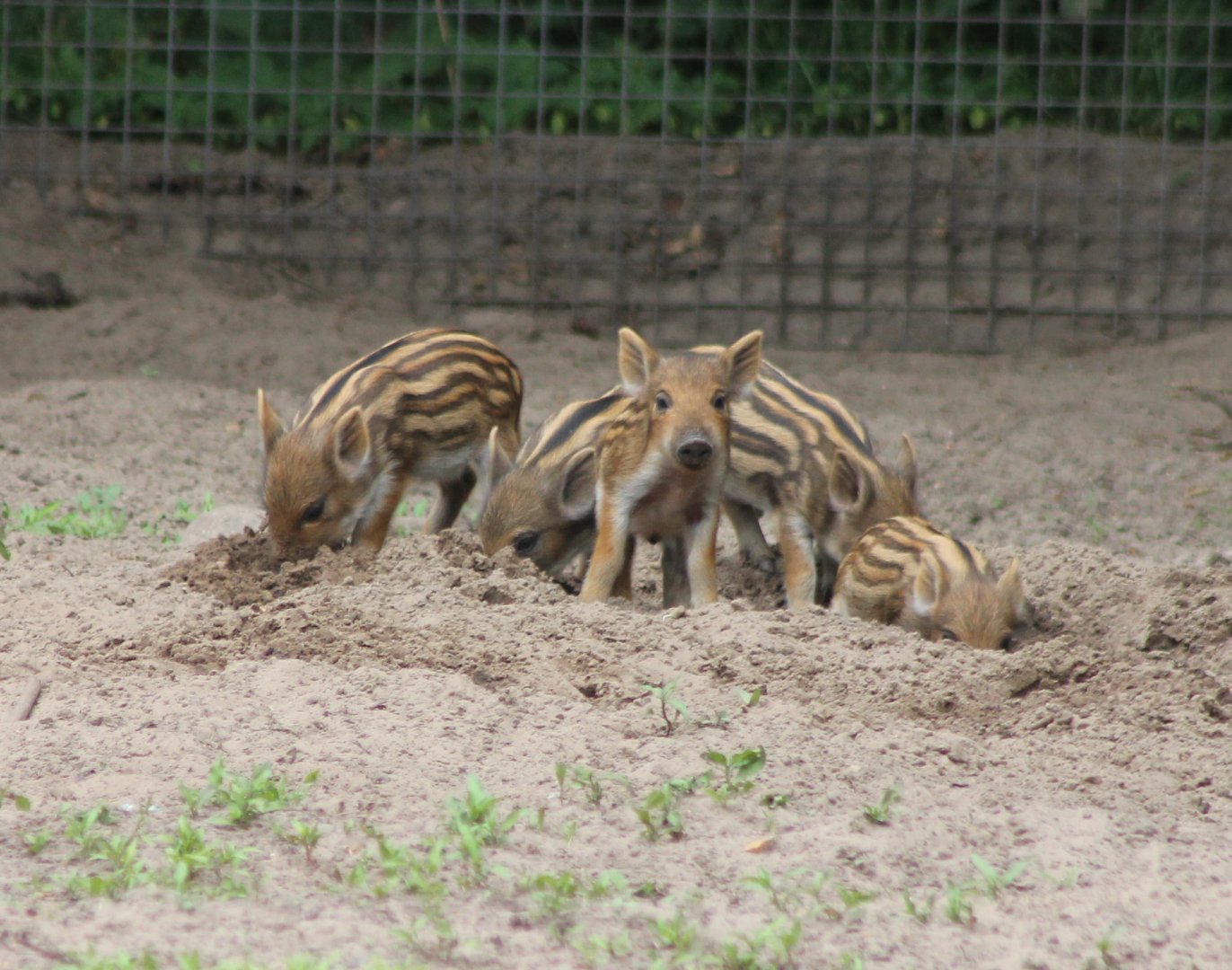 Wild boar piglets