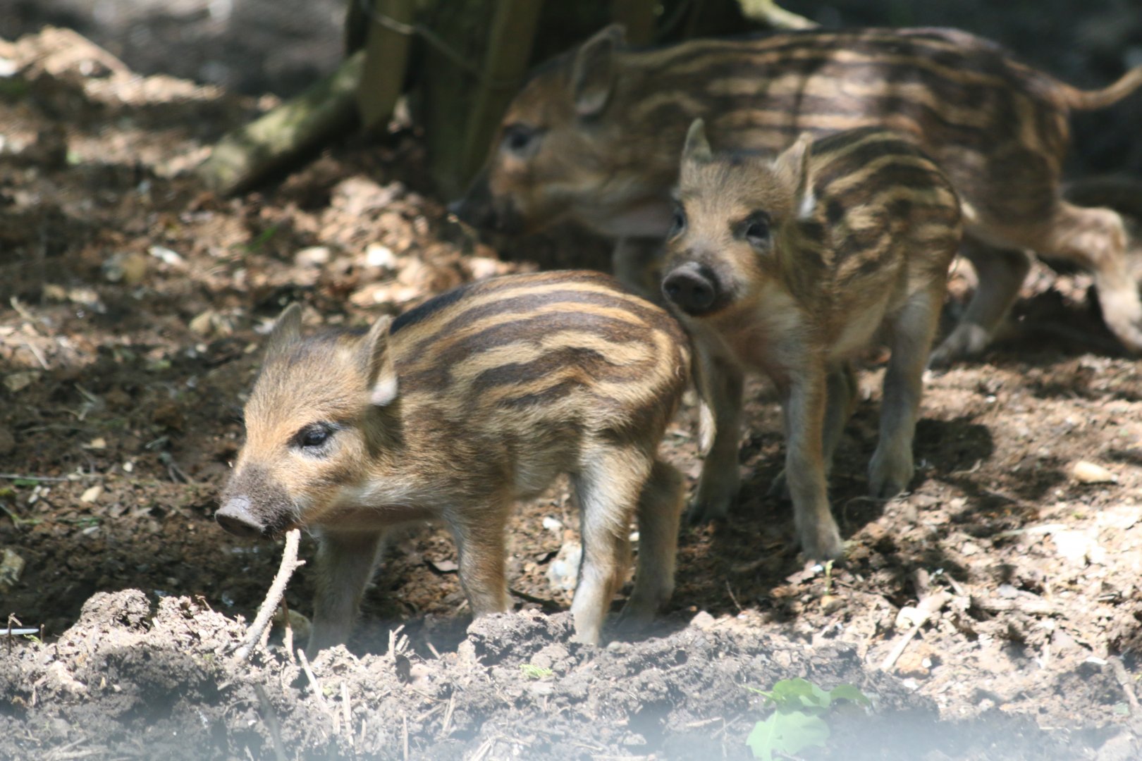 Wild Boar piglets