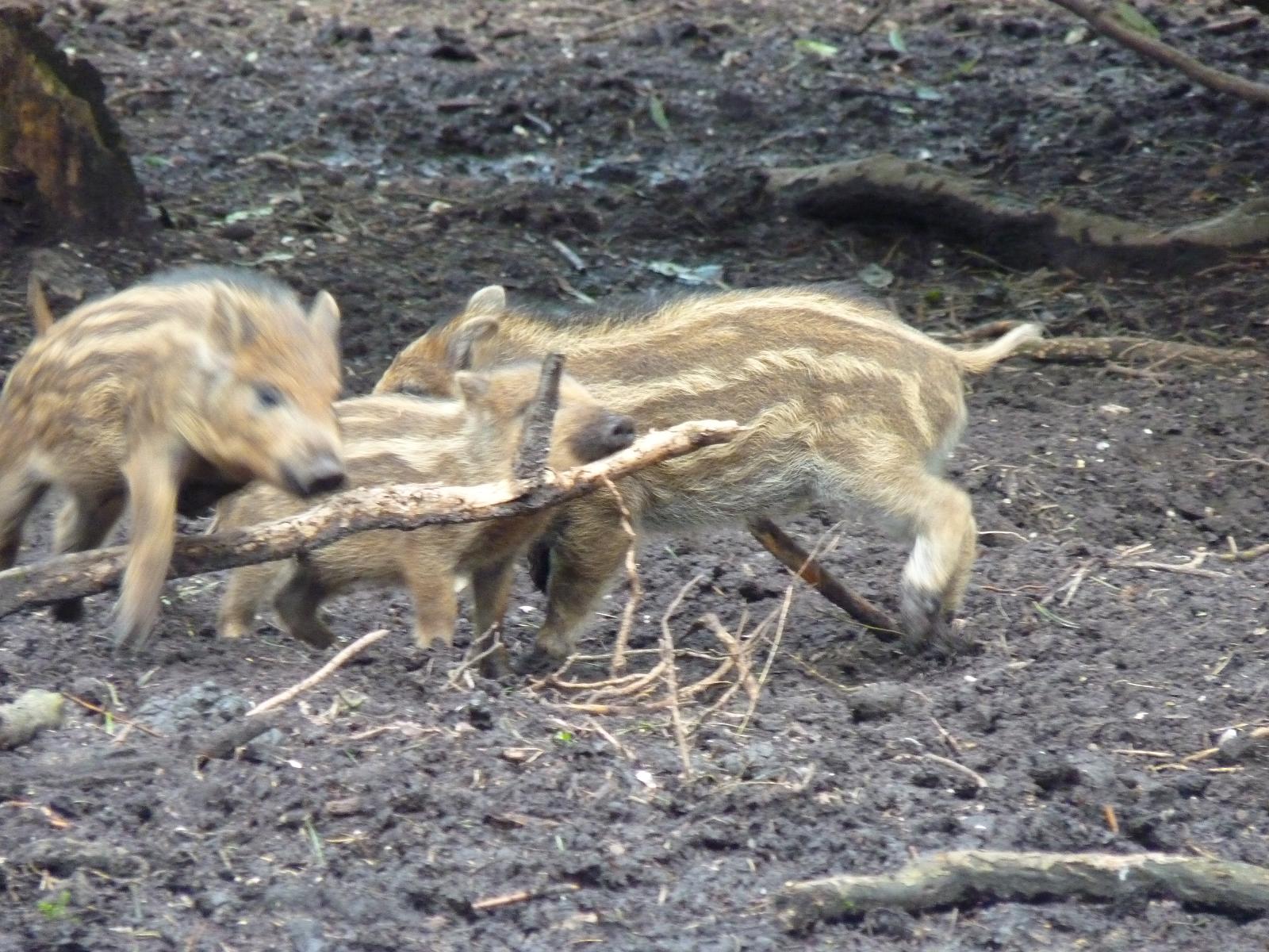 Wild Boar Piglets
