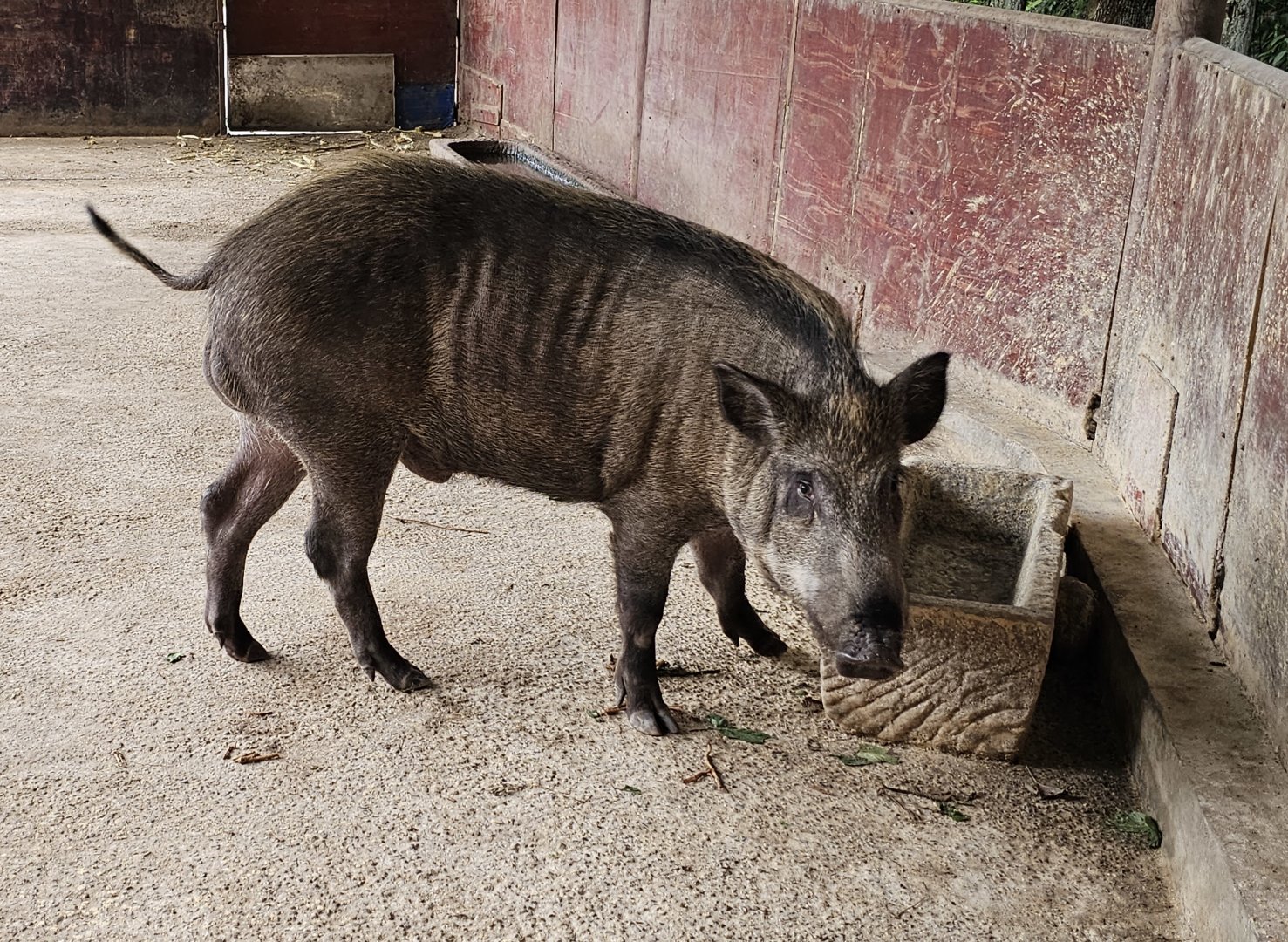 Wild boar (presumably Sus scrofa moupinensis)