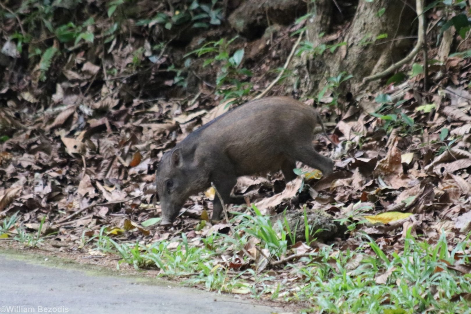 Wild Boar - Pulau Ubin