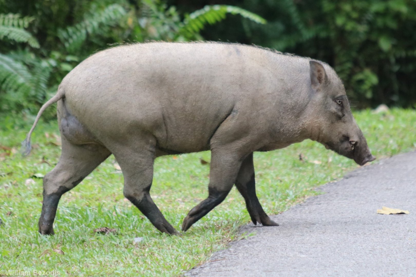 Wild Boar - Pulau Ubin