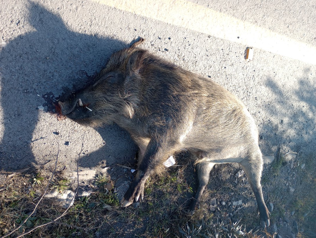 Wild boar roadkill - Darra Adam Khel 12/2/2023