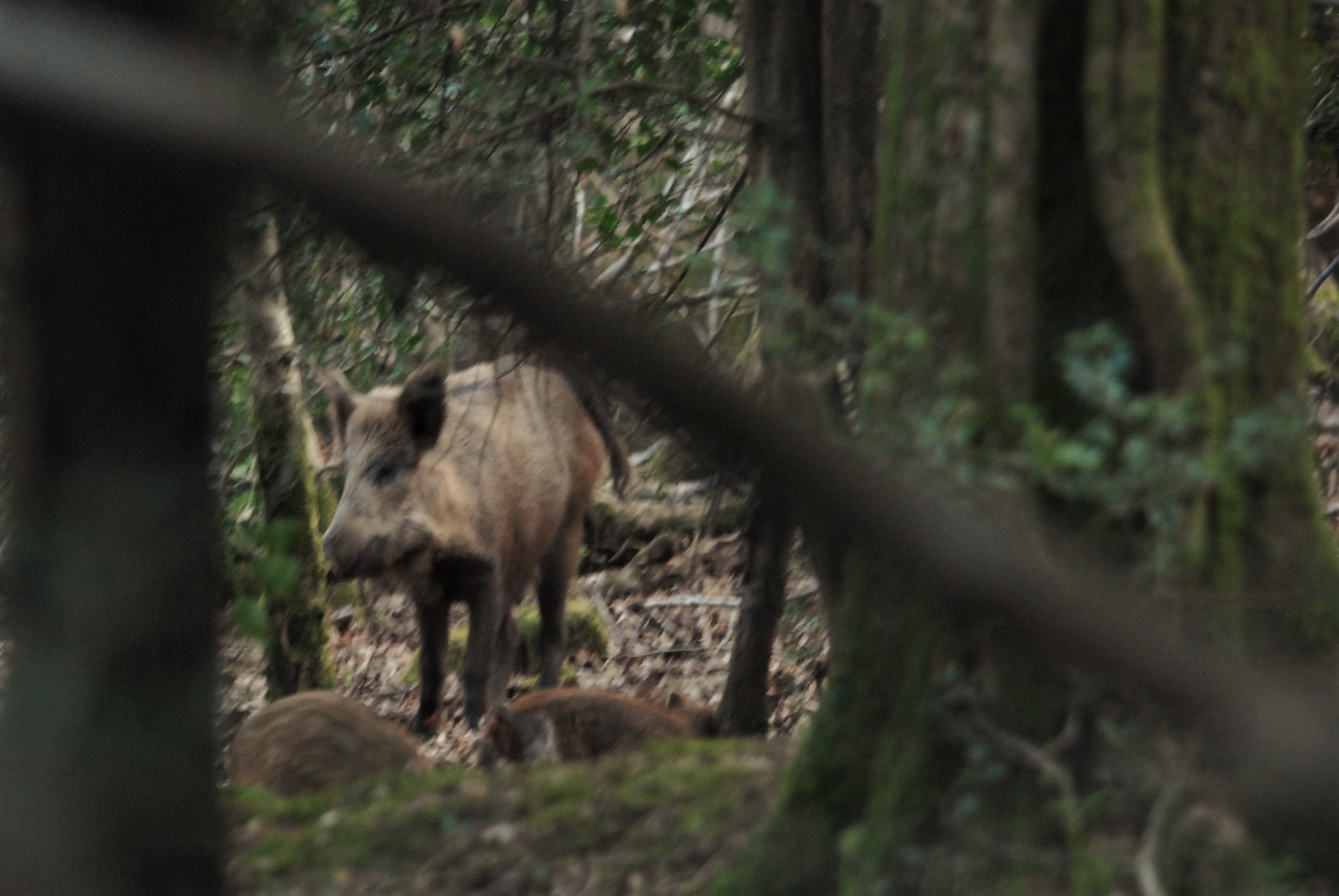 Wild Boar, RSPB Nagshead (Forest of Dean), 24th April 2021