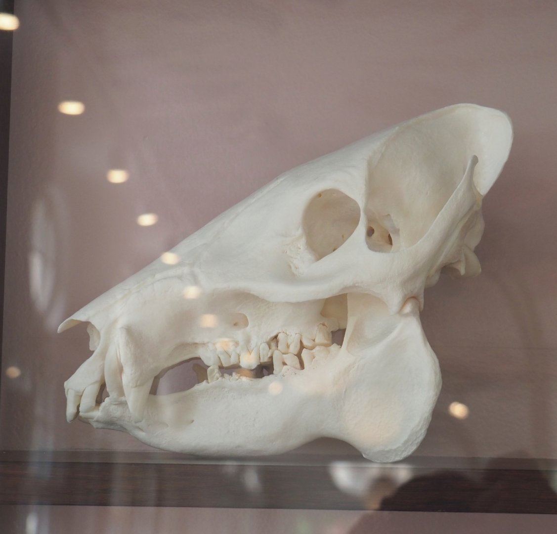 Wild boar skull, 2022-05-26