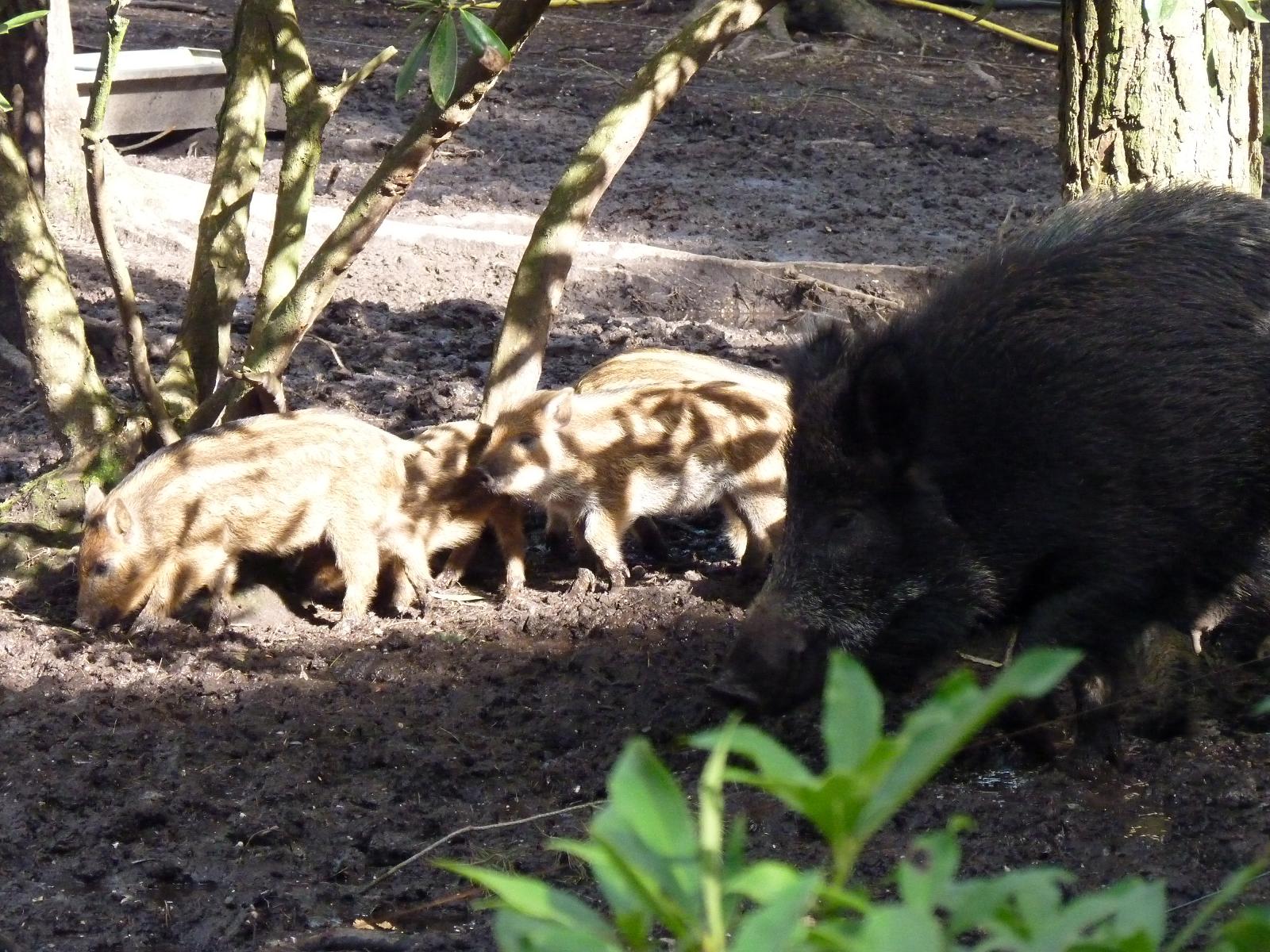 Wild Boar Sow and Piglets