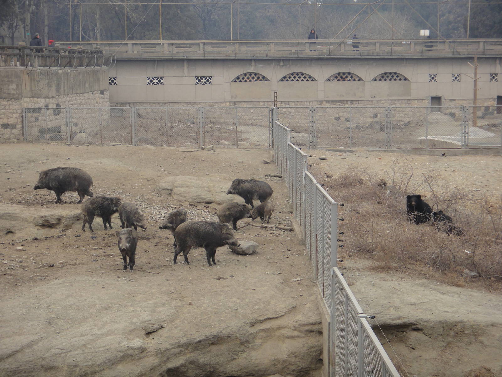 Wild boar /Sus scrofa and Asian black bear /Ursus thibetanus
