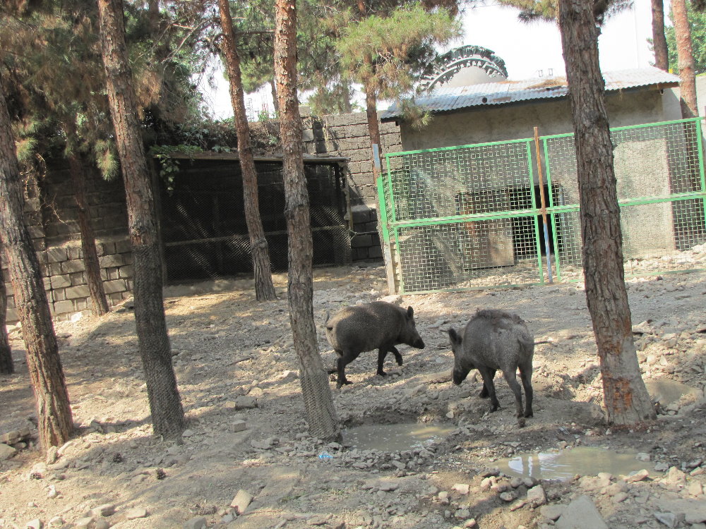 wild boar(sus scrofa) exhibit 1