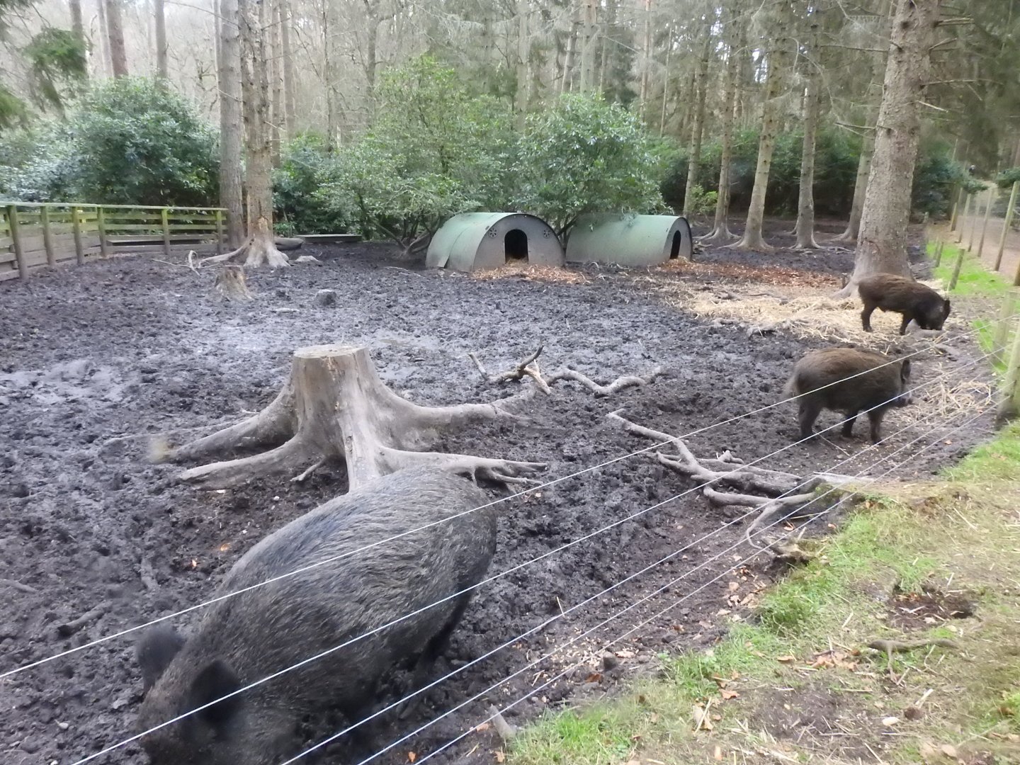 Wild Boar (Sus scrofa scrofa) Enclosure