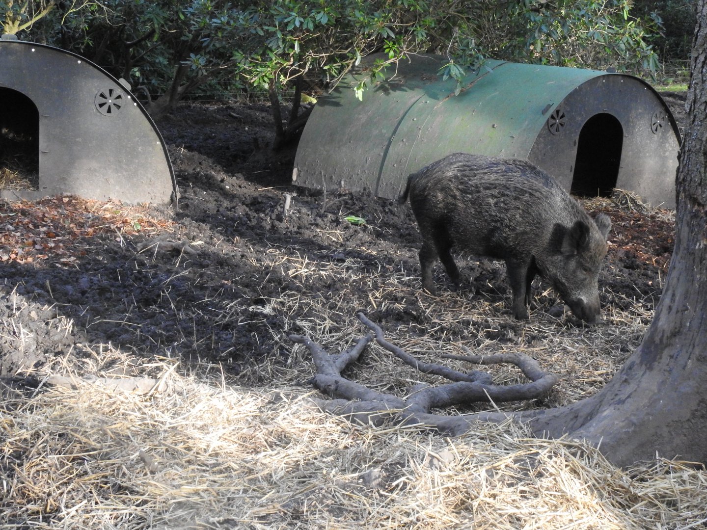 Wild Boar (Sus scrofa scrofa)