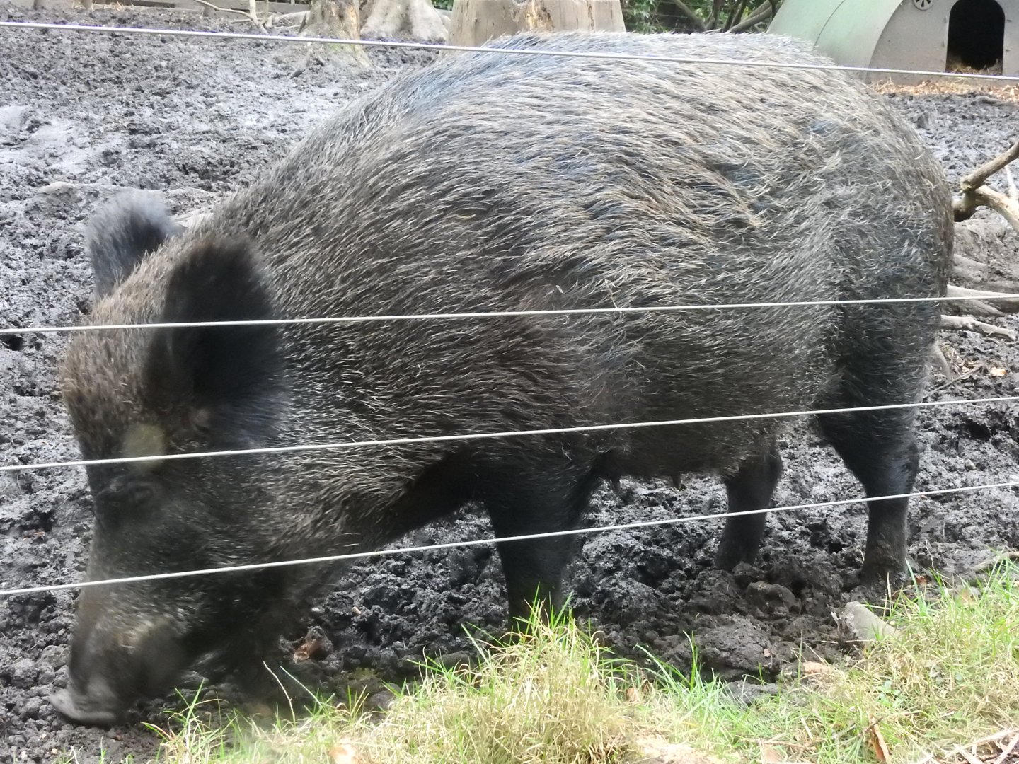 Wild Boar (Sus scrofa scrofa)