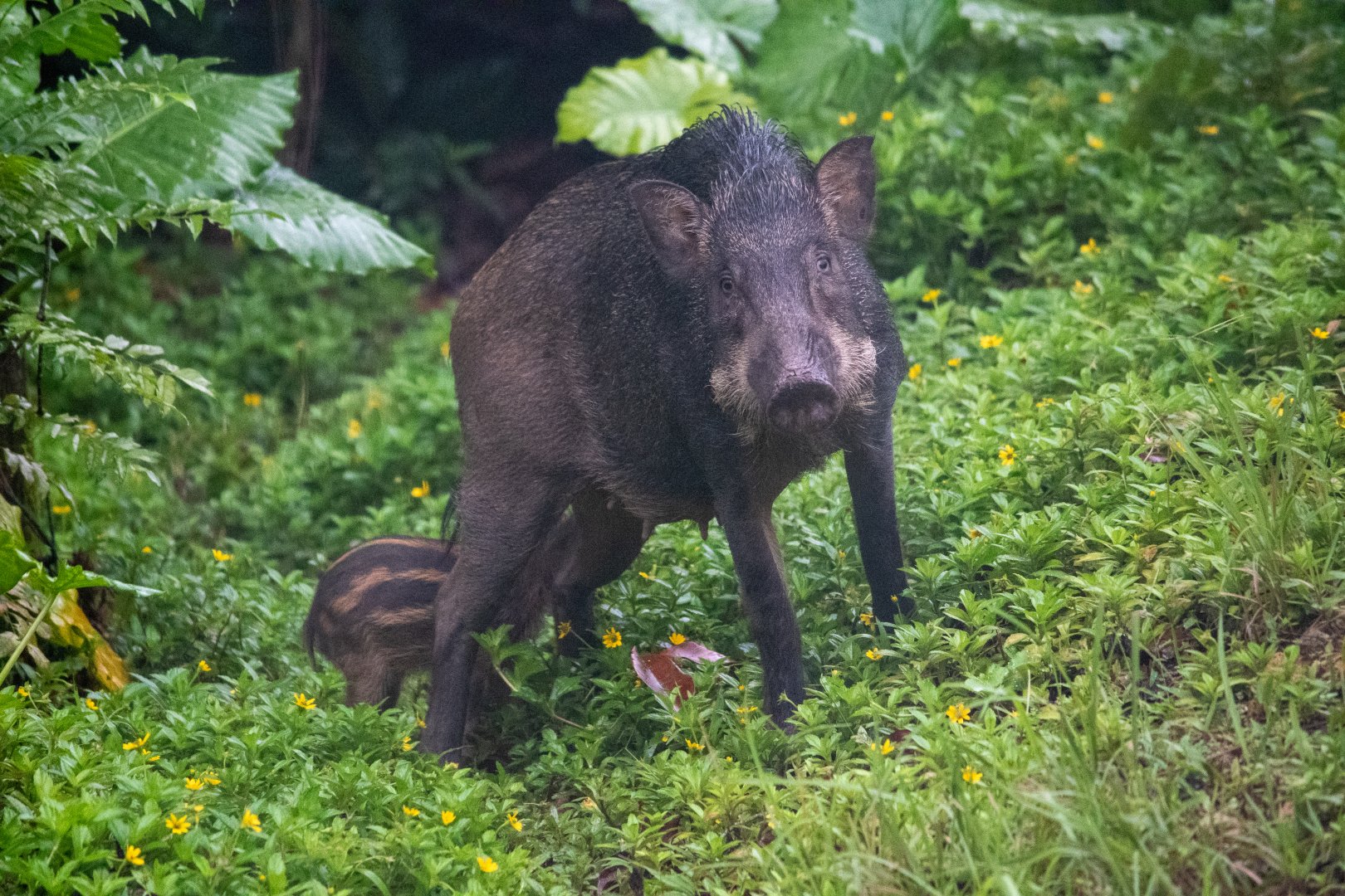 Wild Boar (Sus scrofa vittatus)