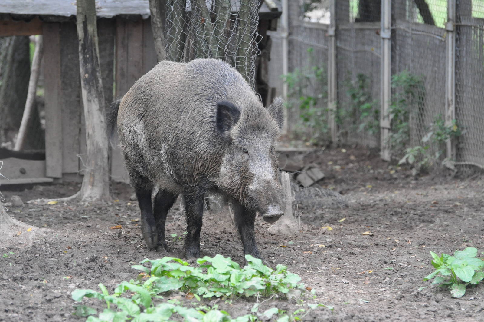 Wild boar/ Sus scrofa