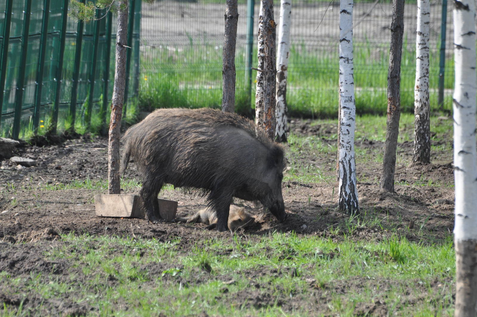Wild boar/ Sus scrofa