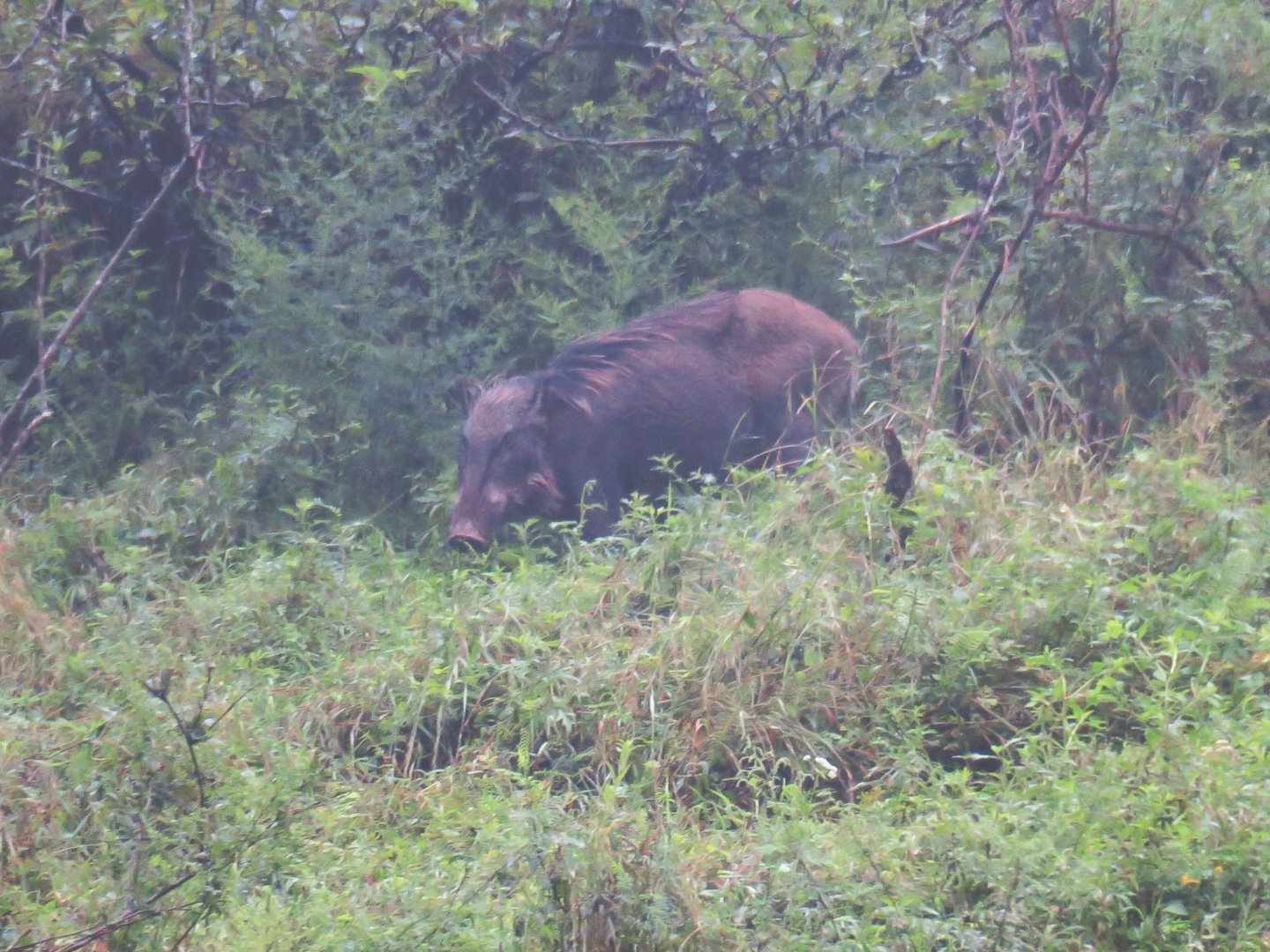 Wild boar (Sus scrofa)