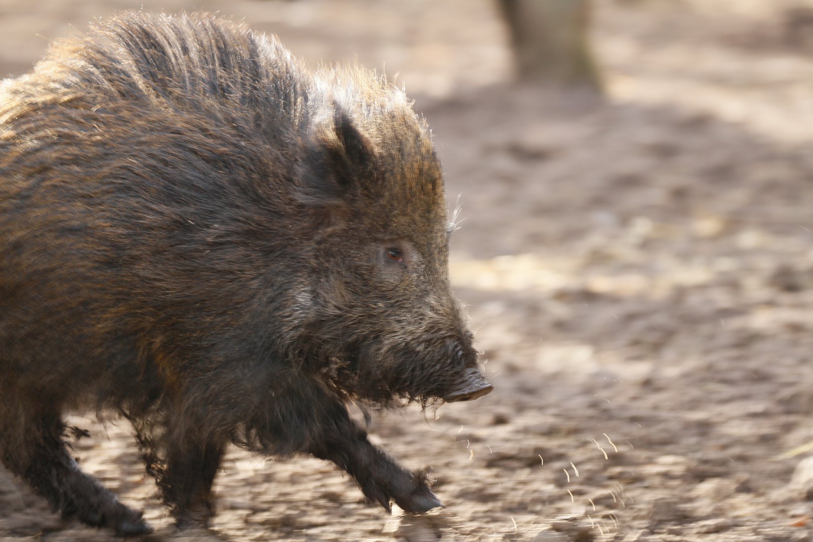 Wild boar (Sus scrofa)